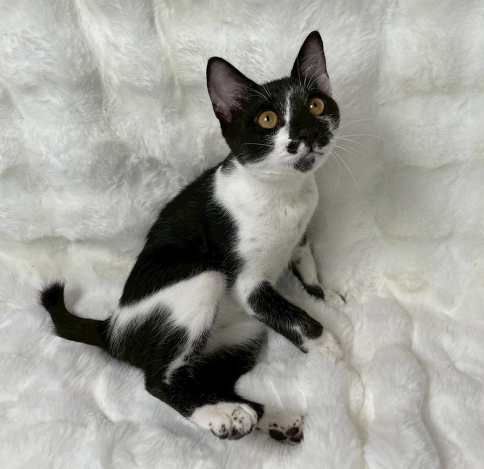 pet-image-2