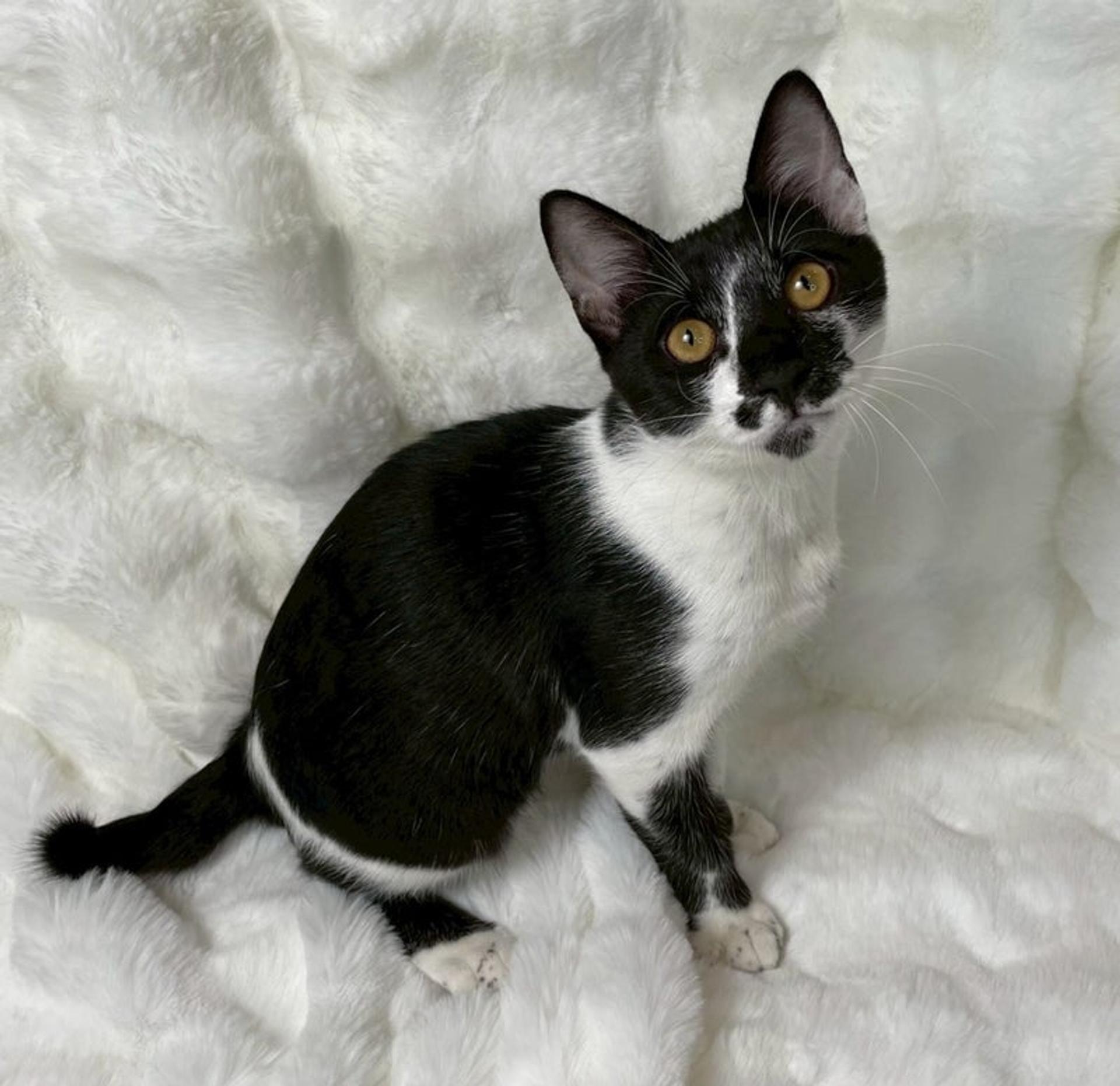 pet-image-4