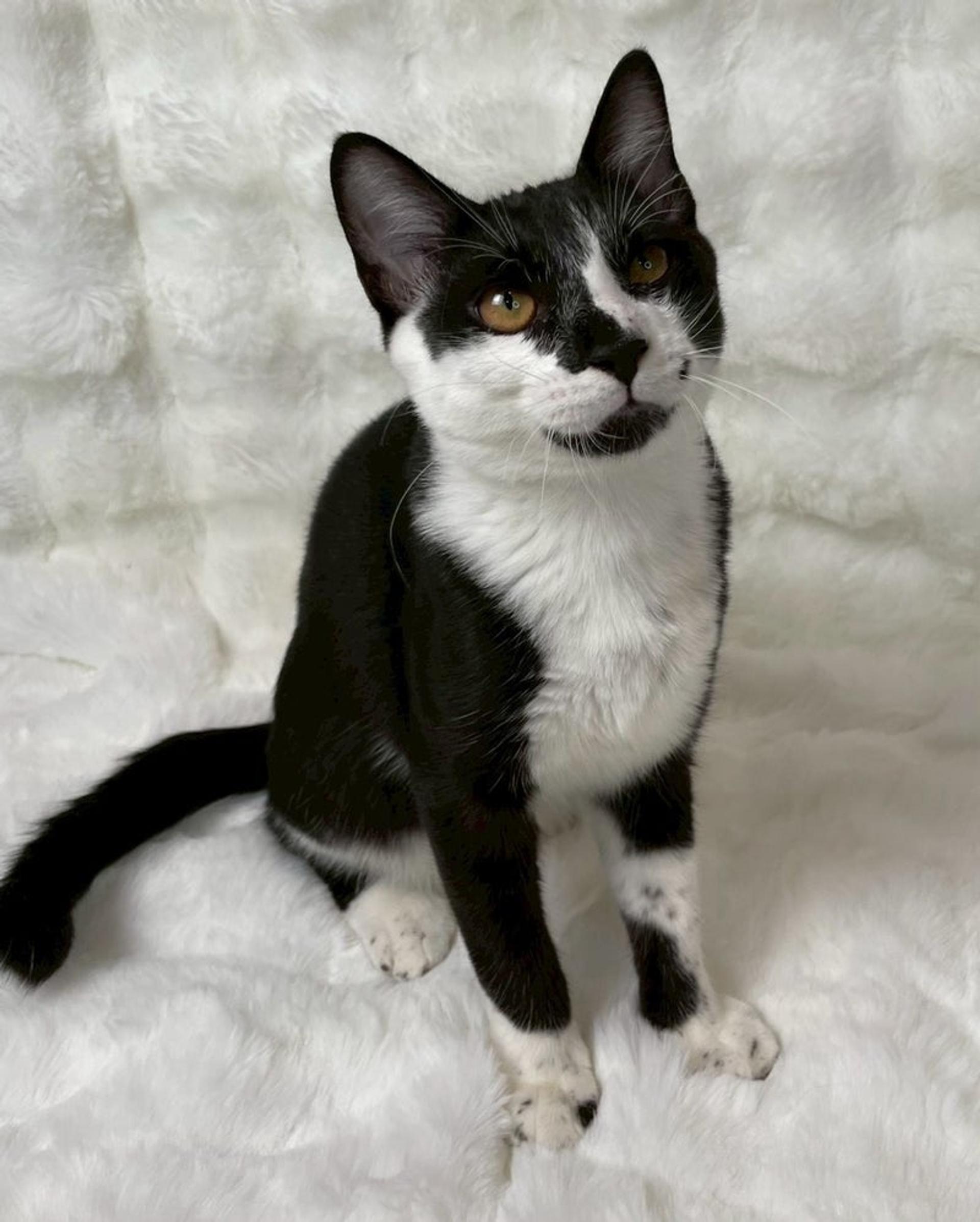 pet-image-3