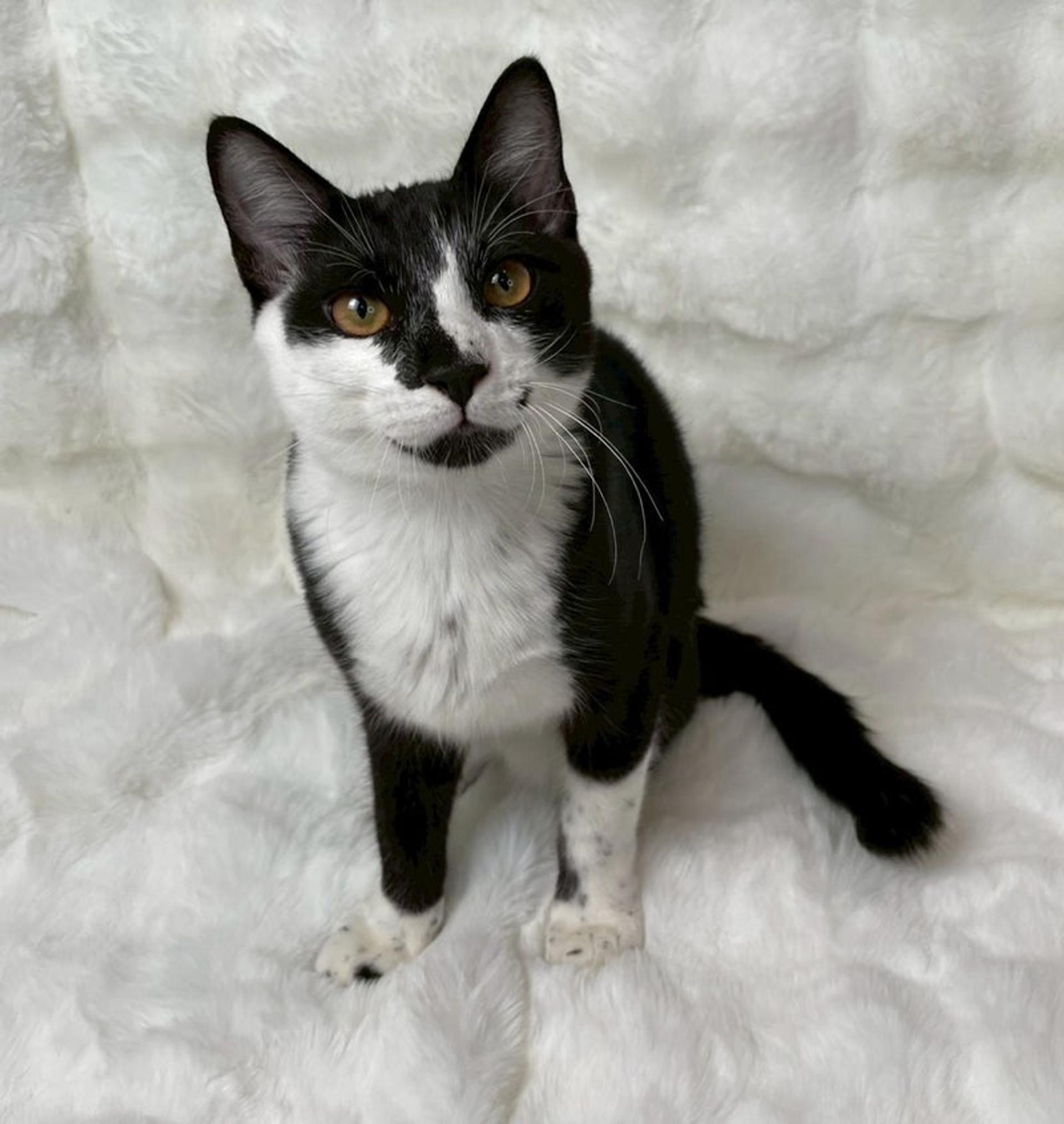 pet-image-4