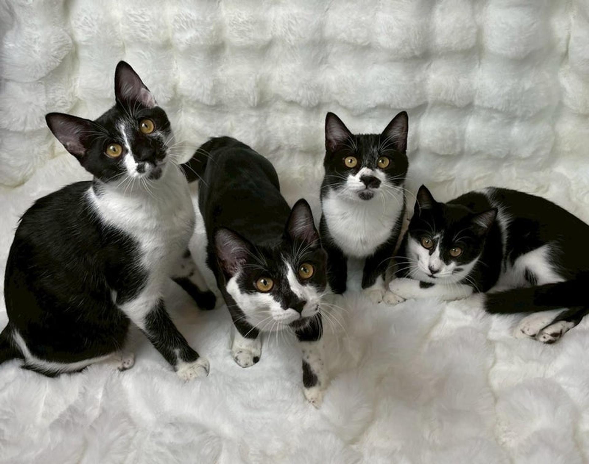 pet-image-5