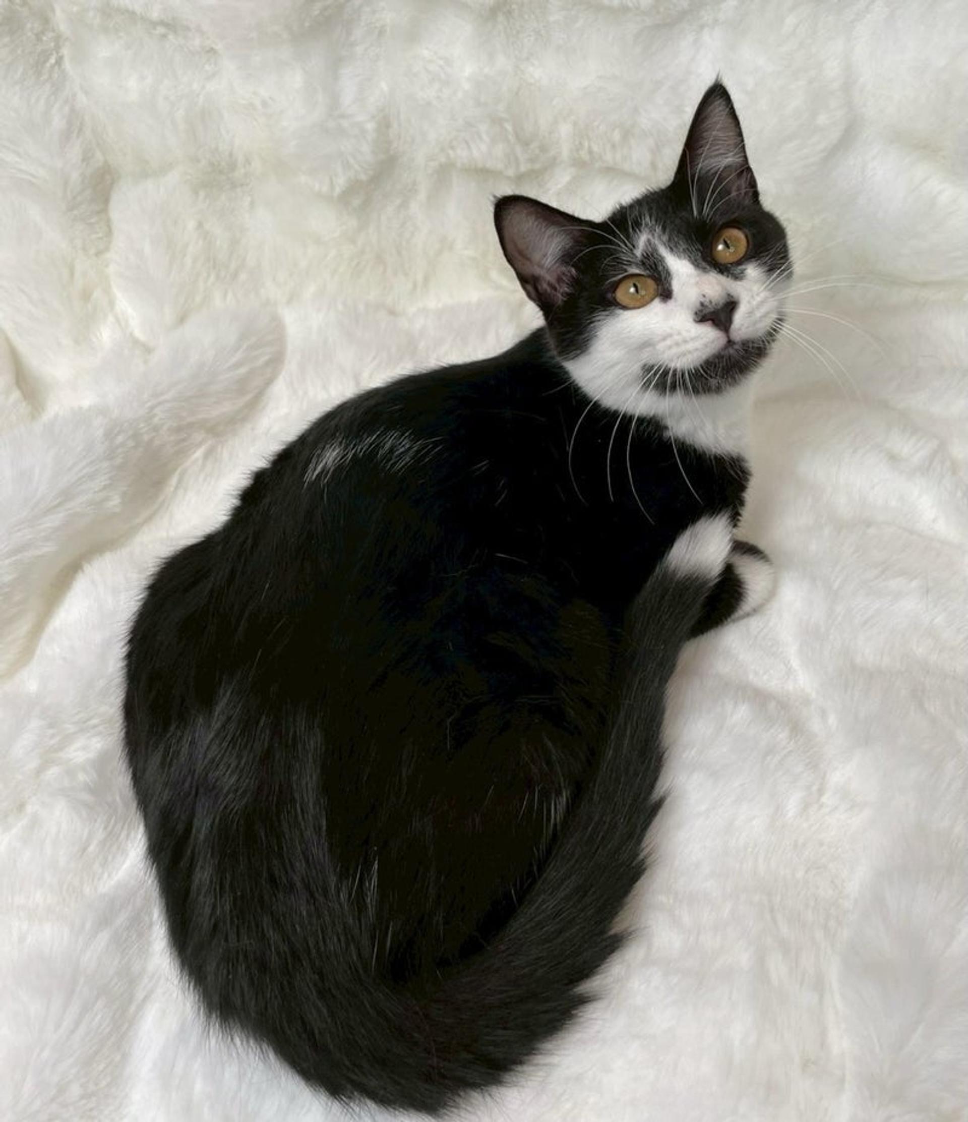 pet-image-2