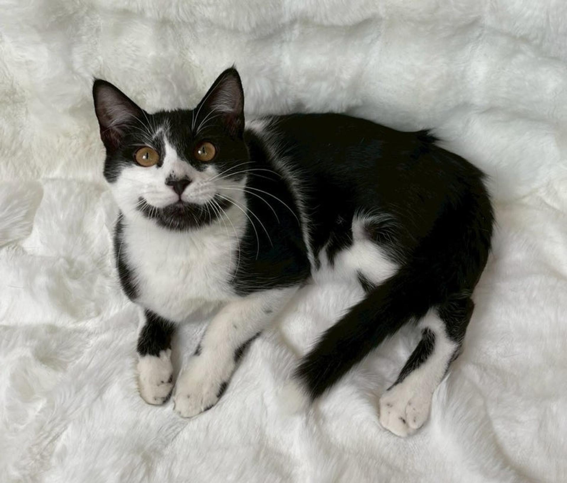 pet-image-4