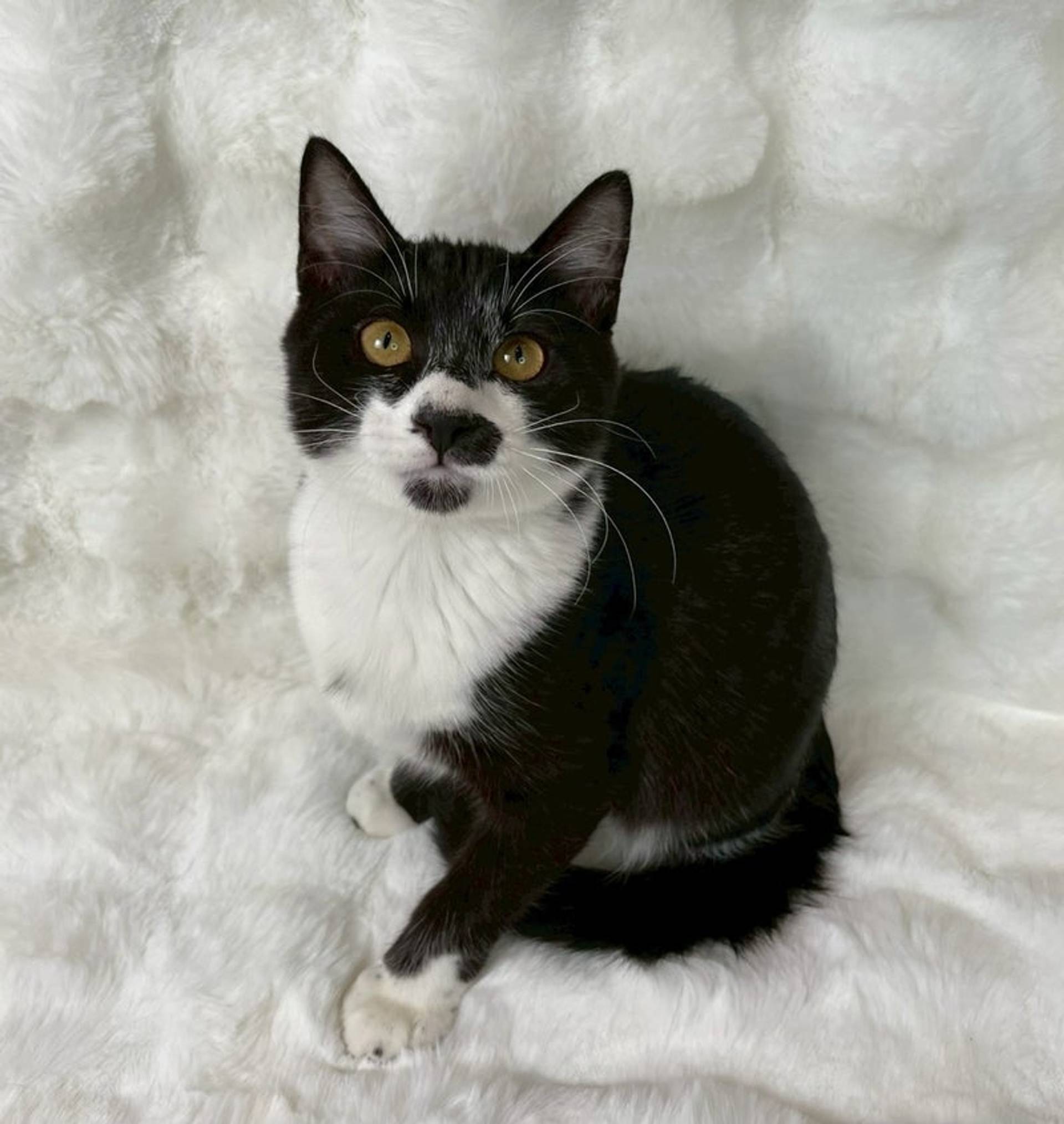 雑種（ミックス猫）・メスの里親募集の写真