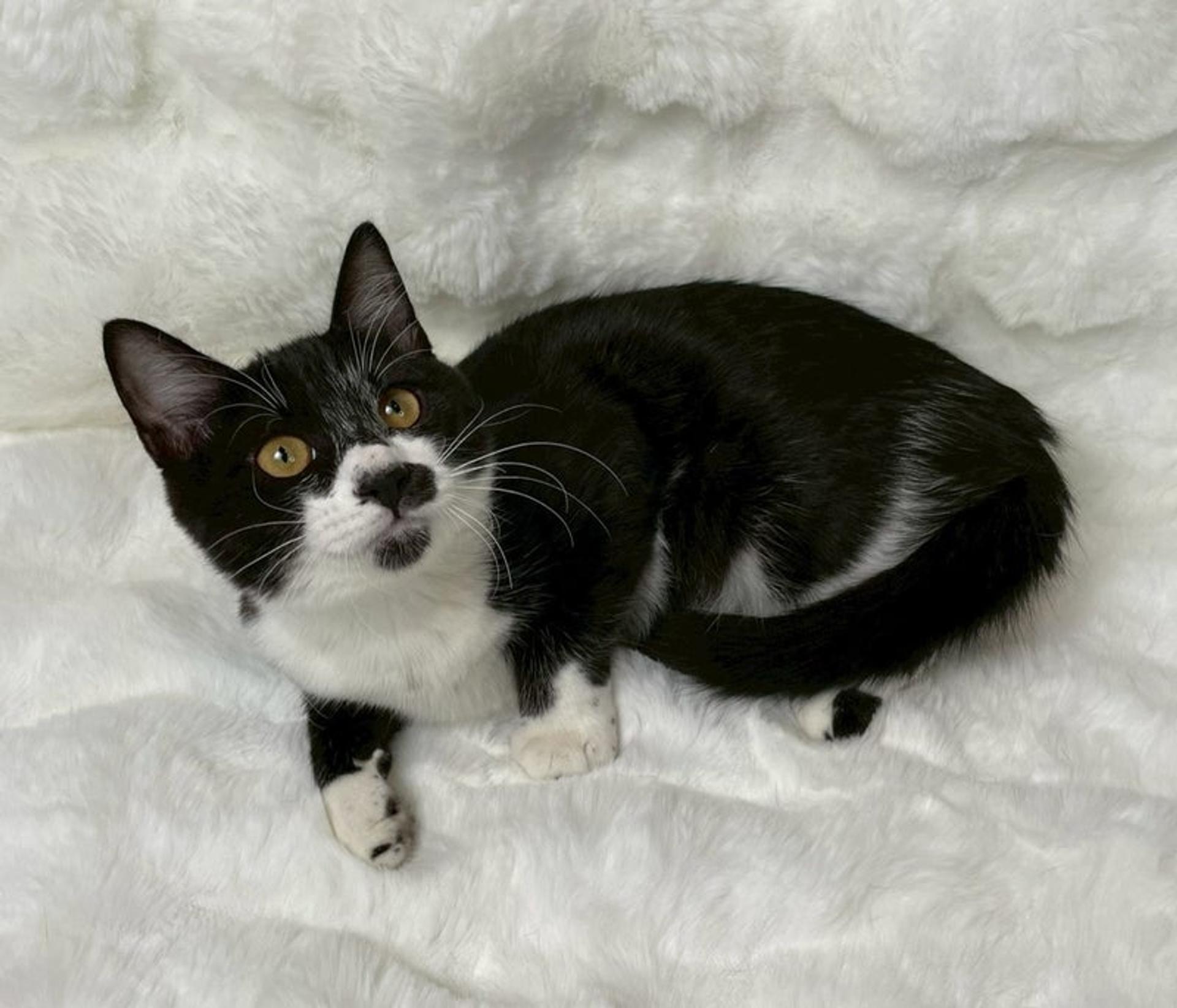 pet-image-3