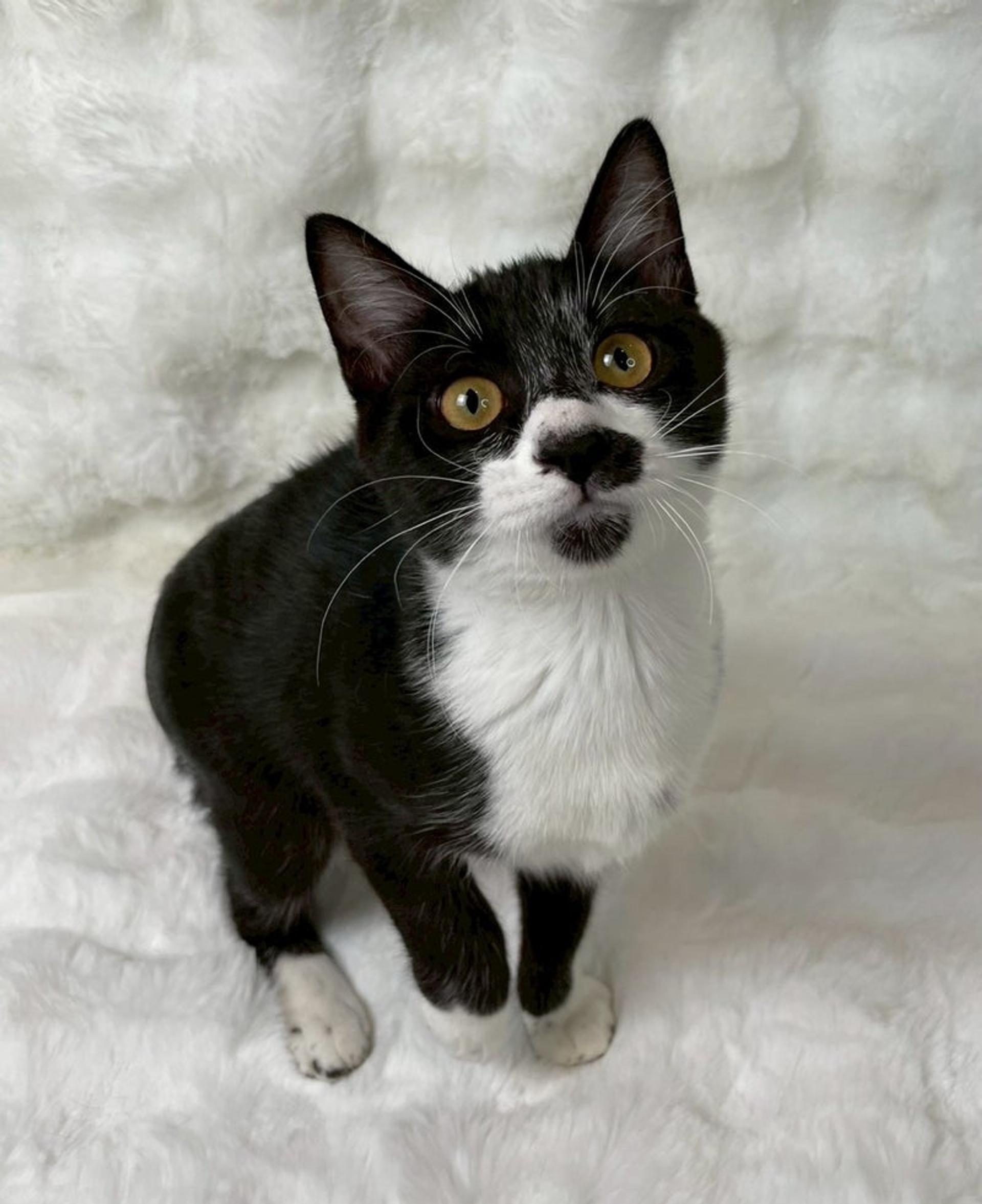 pet-image-4