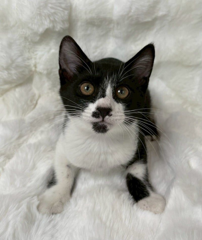 獣医師執筆】犬にも血液型がある？知識が輸血時の愛犬と周りの犬