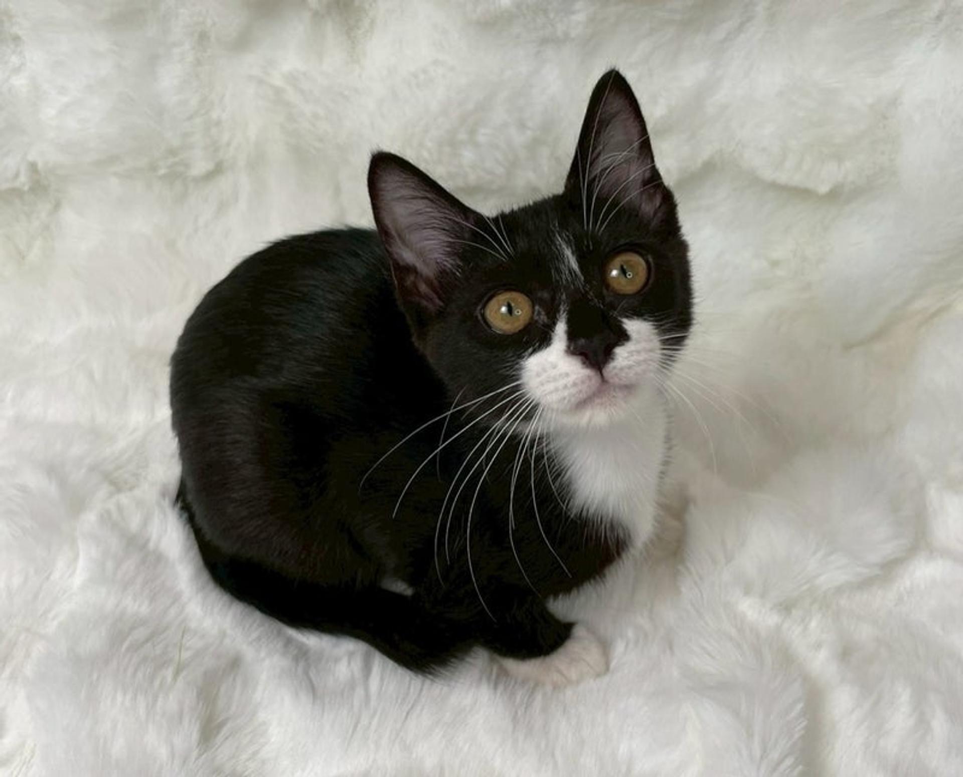 pet-image-3