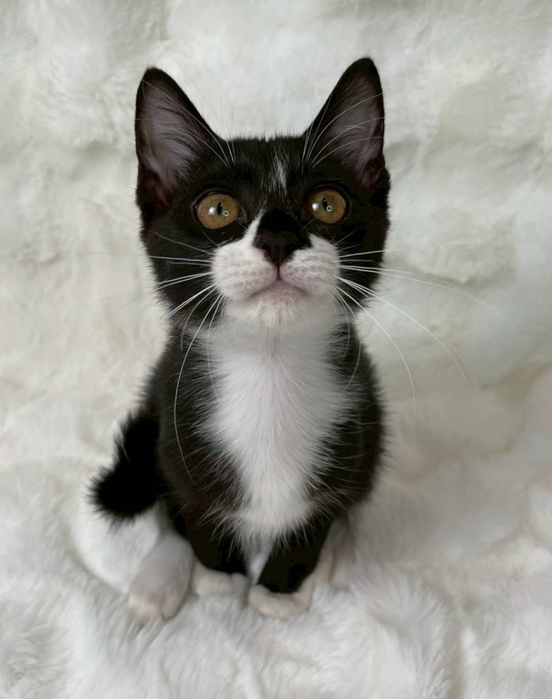 雑種（ミックス猫）・メスの里親募集の写真
