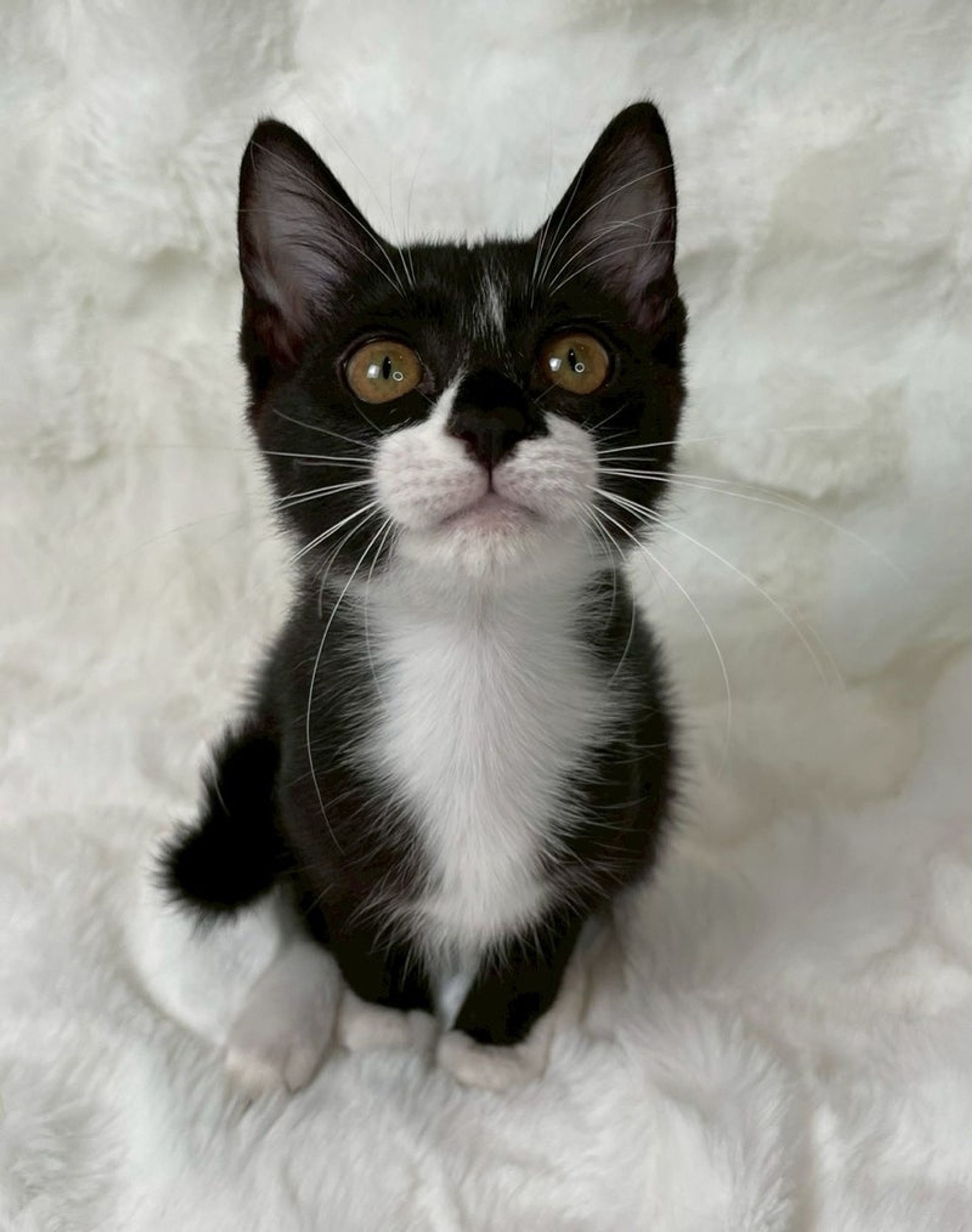 雑種（ミックス猫）・メスの里親募集の写真