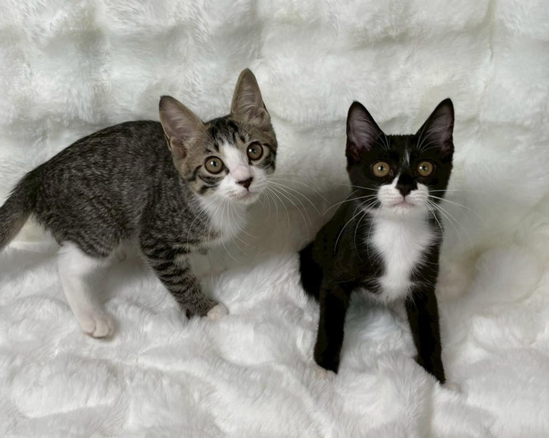 pet-image-5