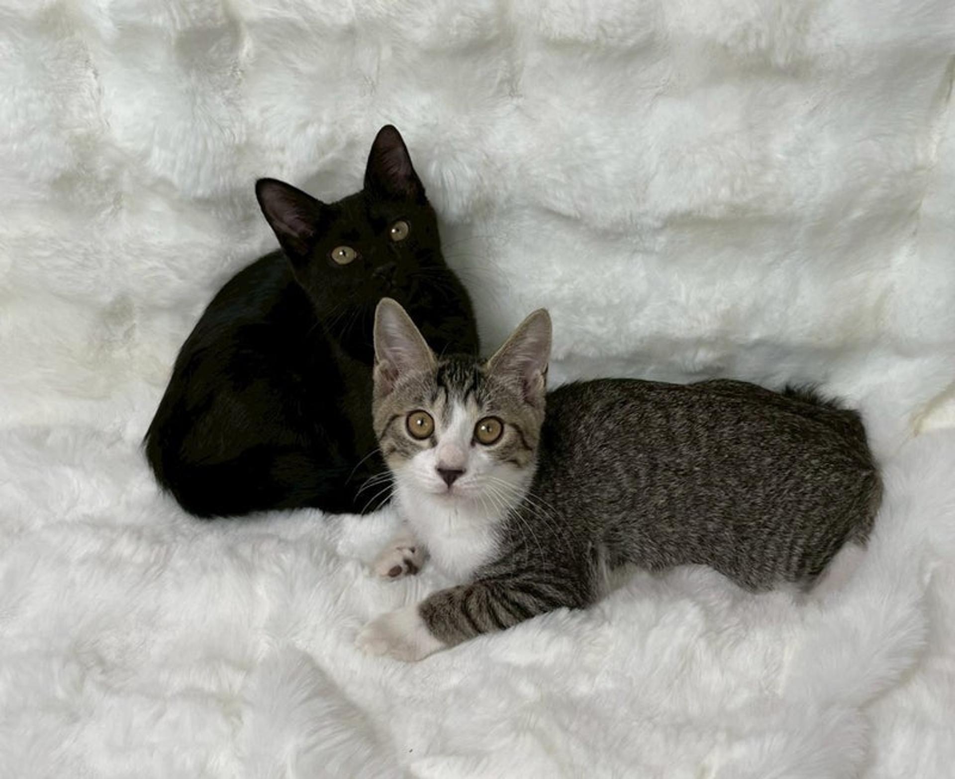 pet-image-5