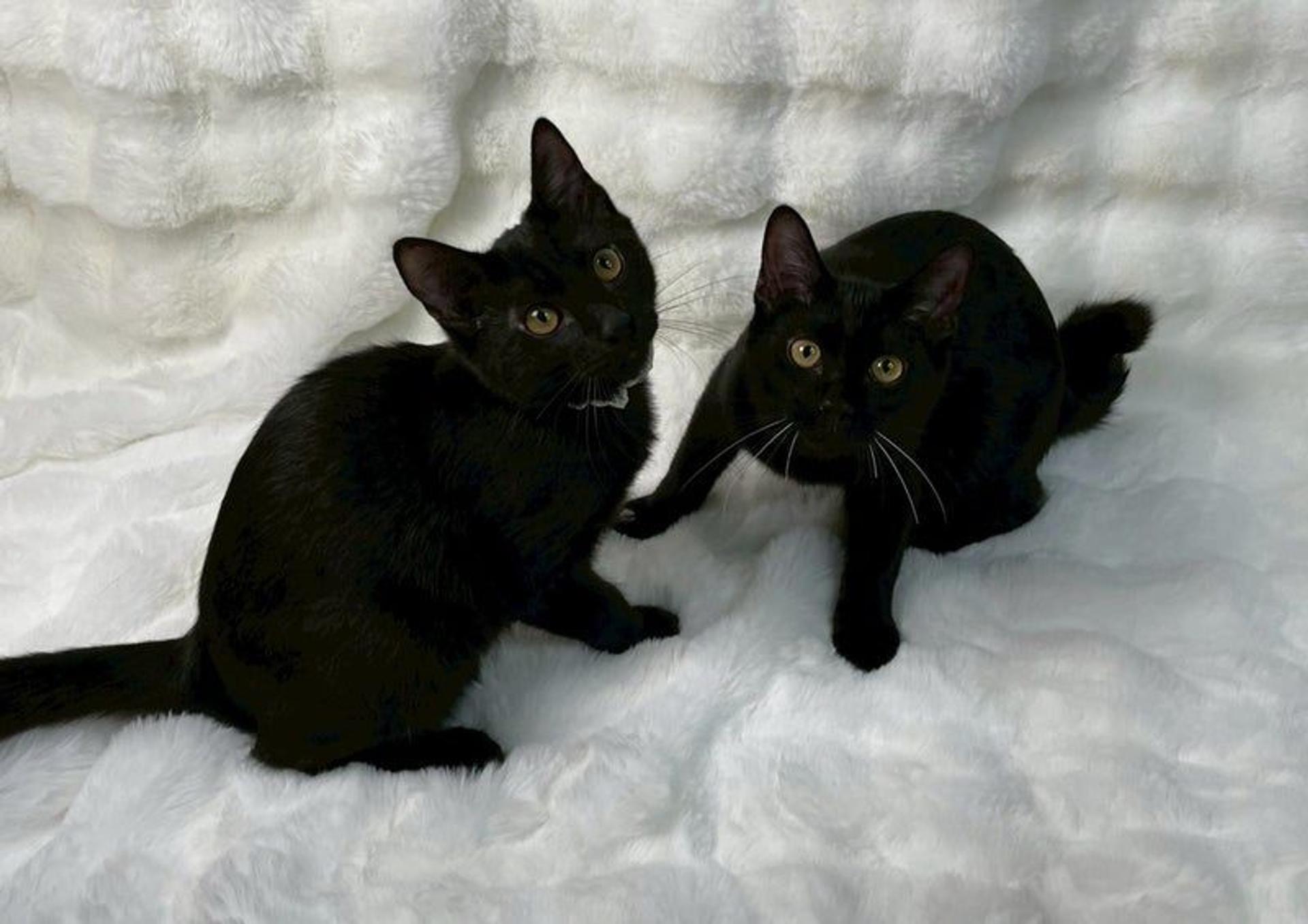 pet-image-5