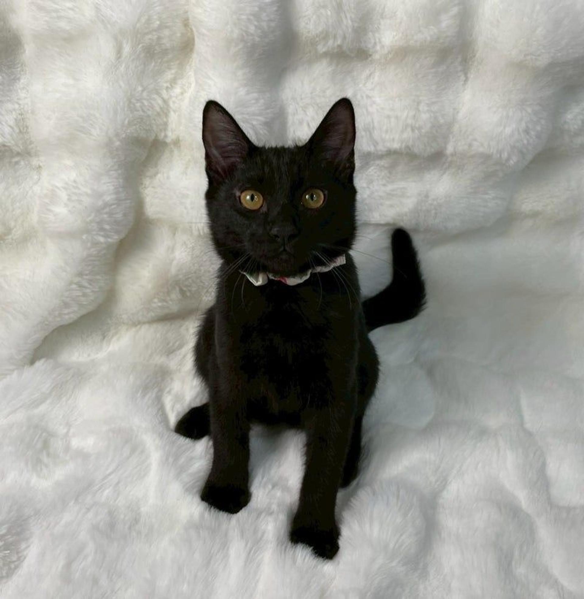 pet-image-4
