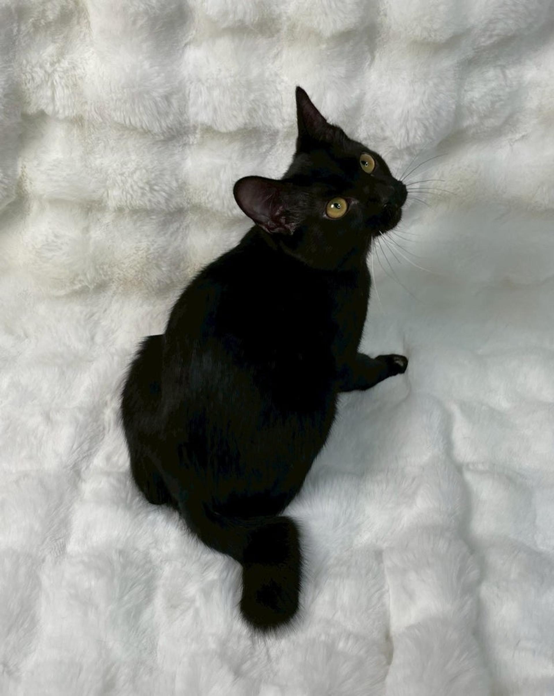 pet-image-4
