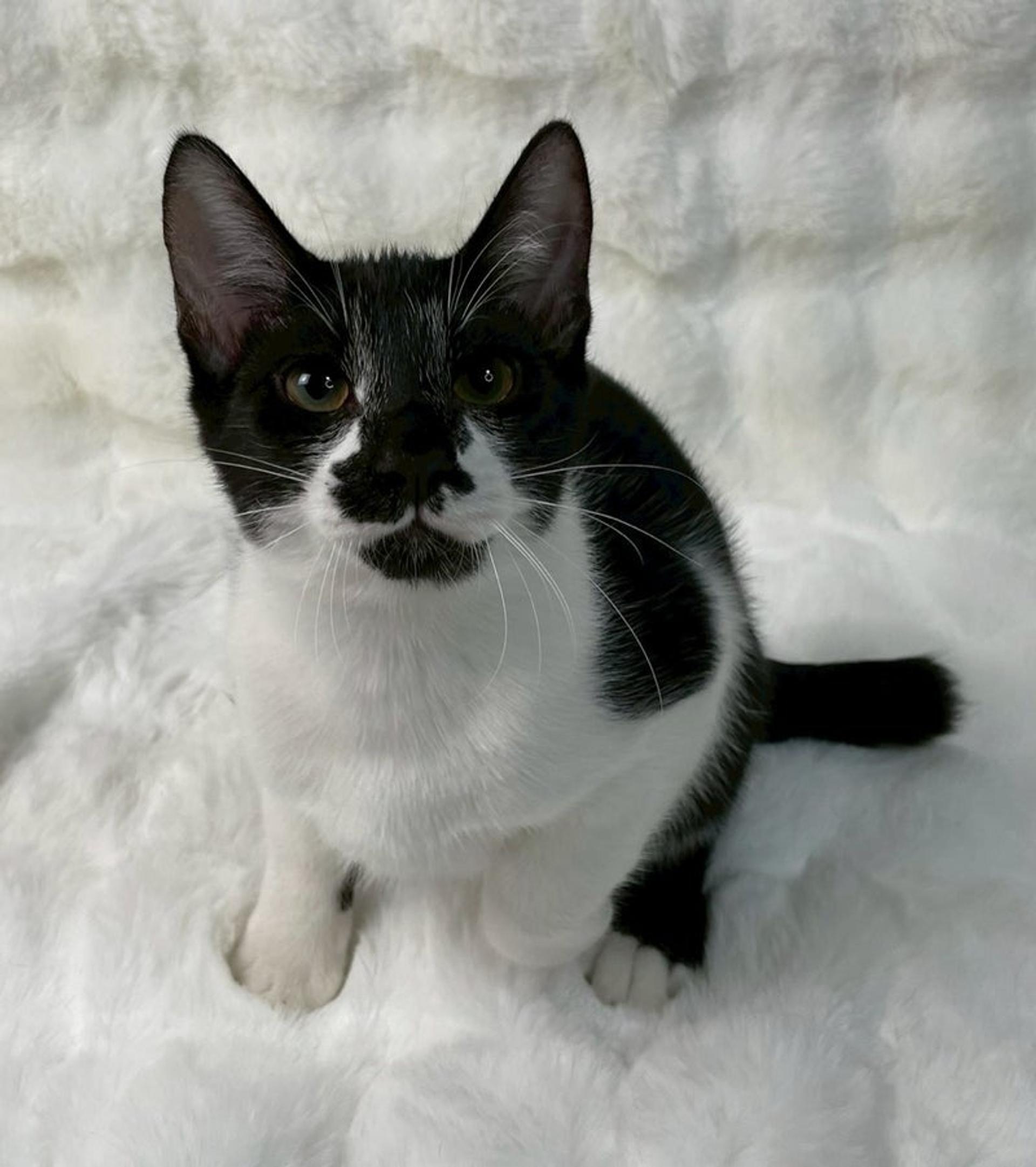 pet-image-3
