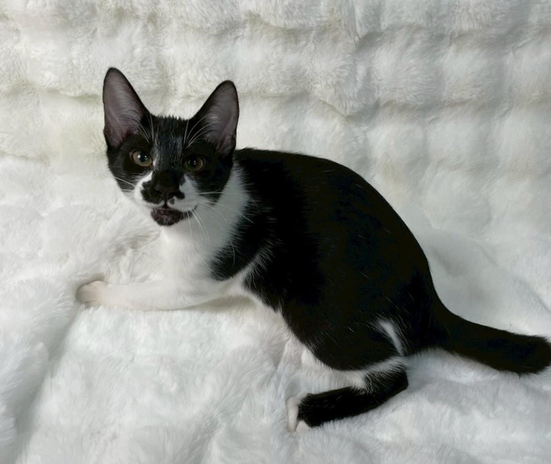 pet-image-4