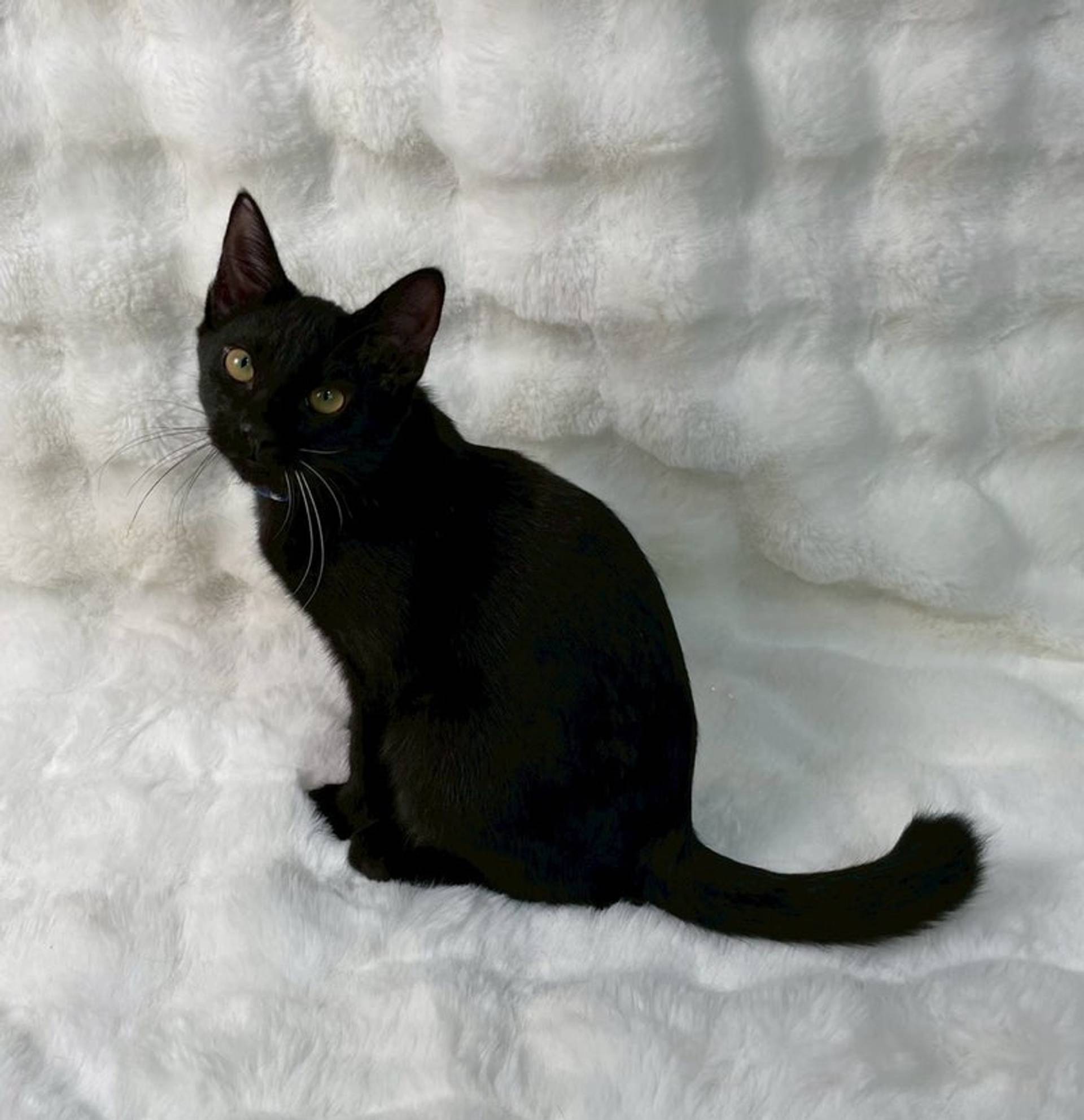 雑種（ミックス猫）・オスの里親募集の写真