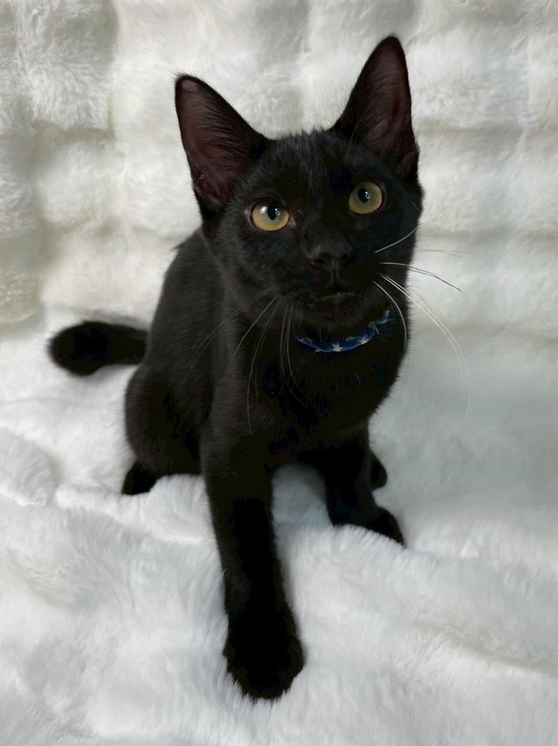 pet-image-3
