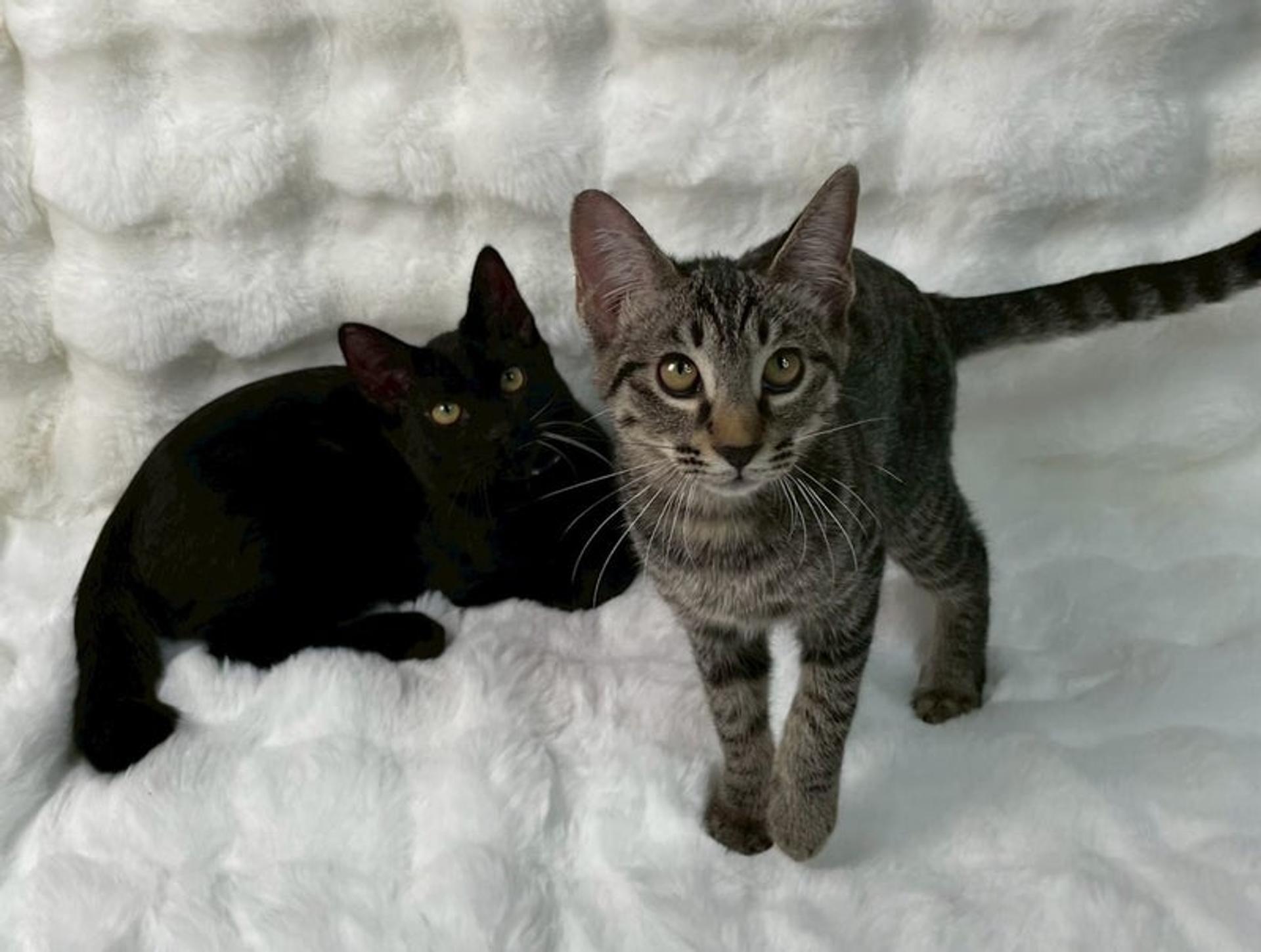 pet-image-5