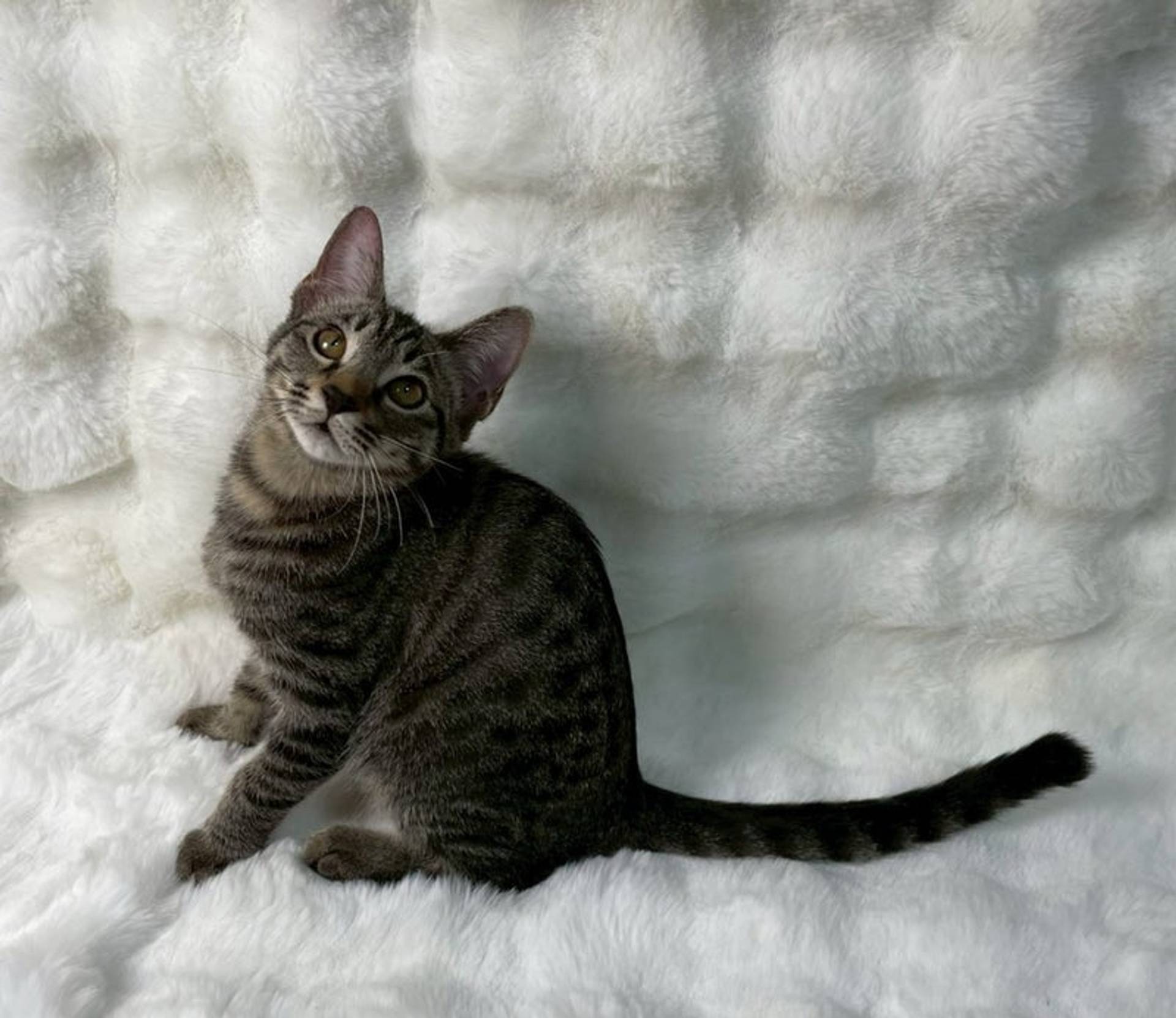 雑種（ミックス猫）・メスの里親募集の写真