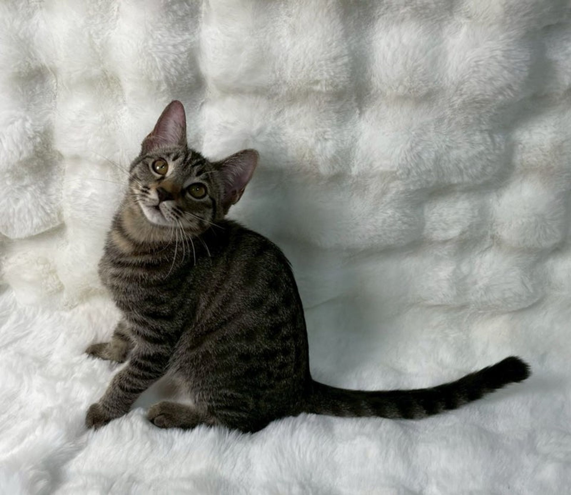 雑種（ミックス猫）・メスの里親募集の写真