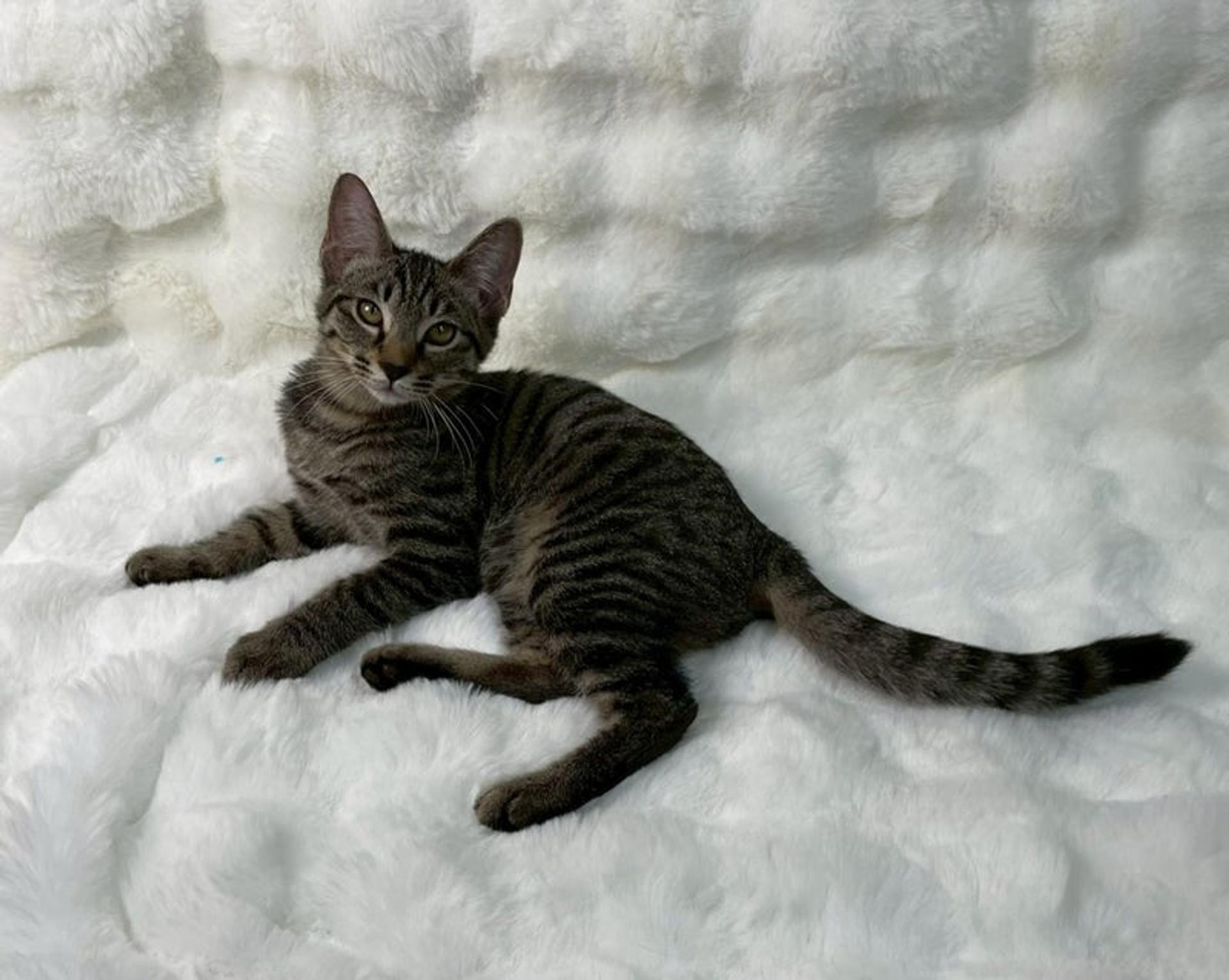 pet-image-4