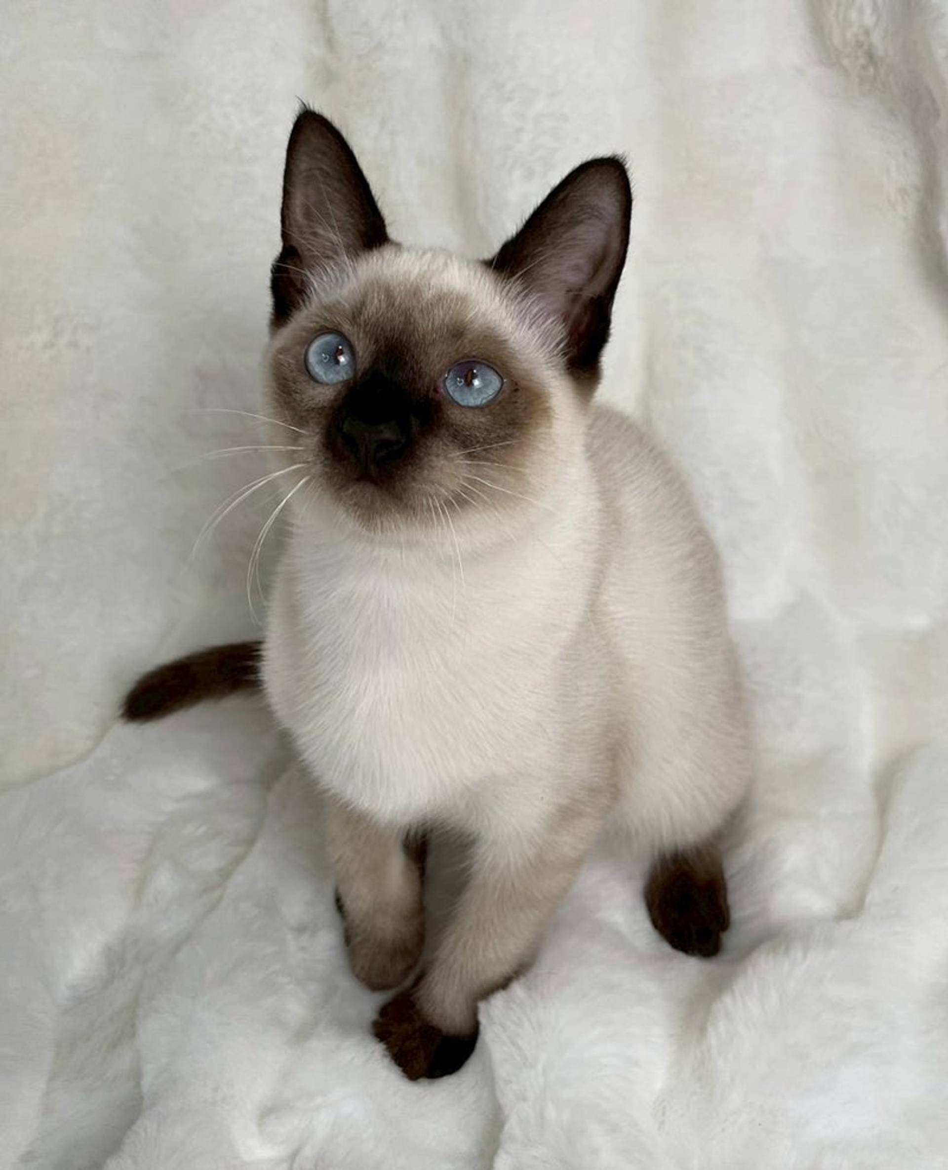 雑種（ミックス猫）・メスの里親募集の写真