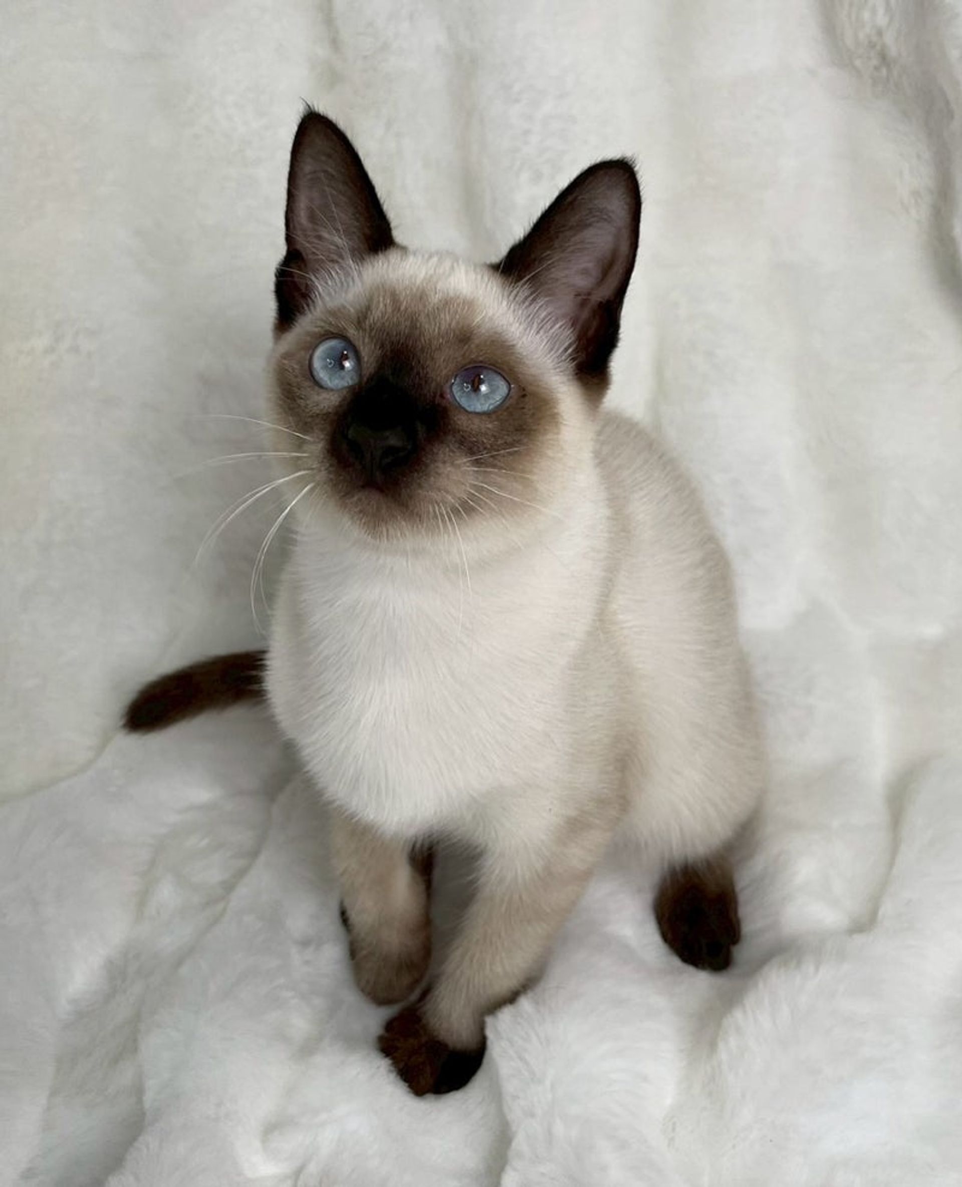 雑種（ミックス猫）・メスの里親募集の写真