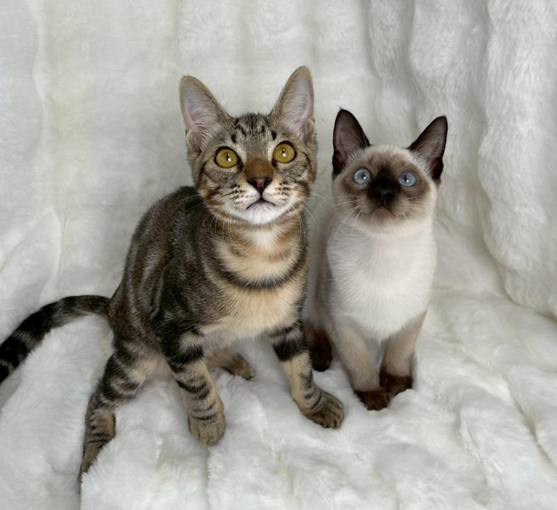 pet-image-5