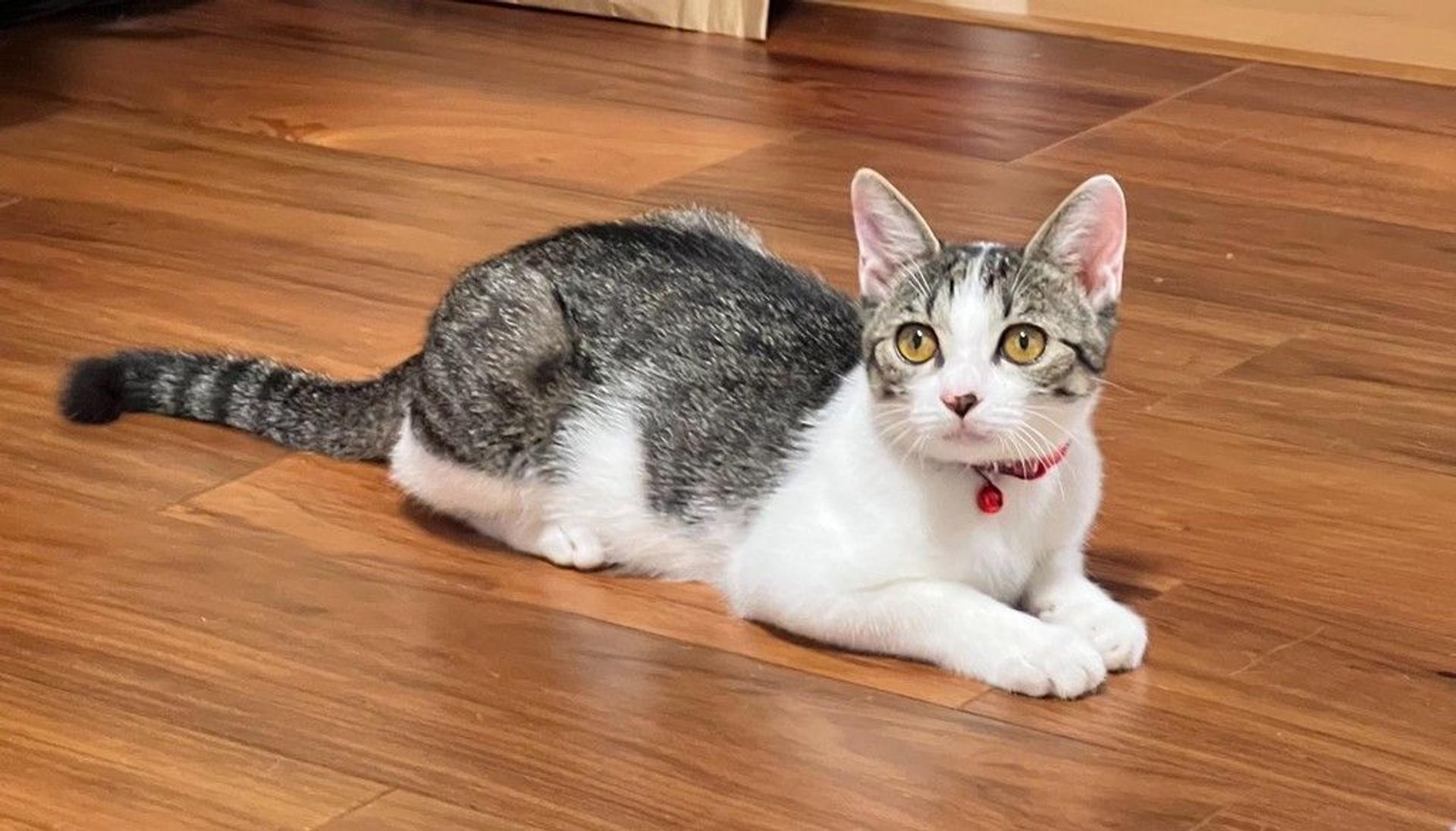 pet-image-5