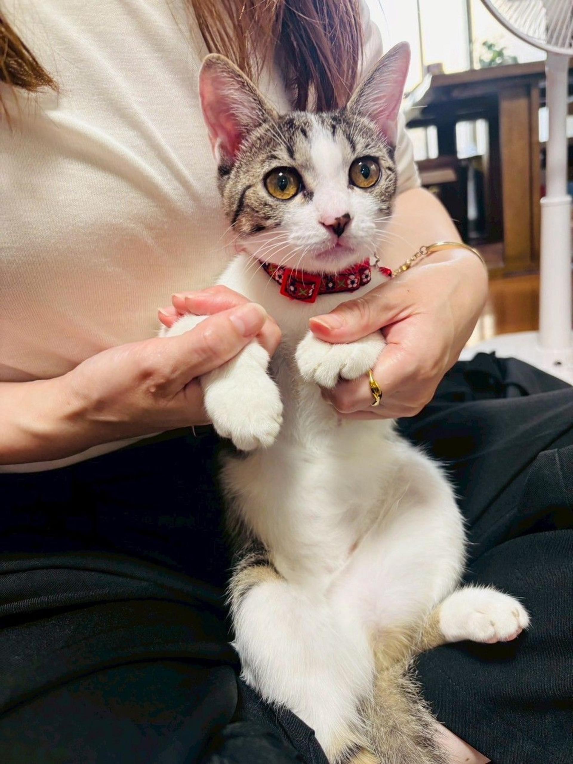 pet-image-3
