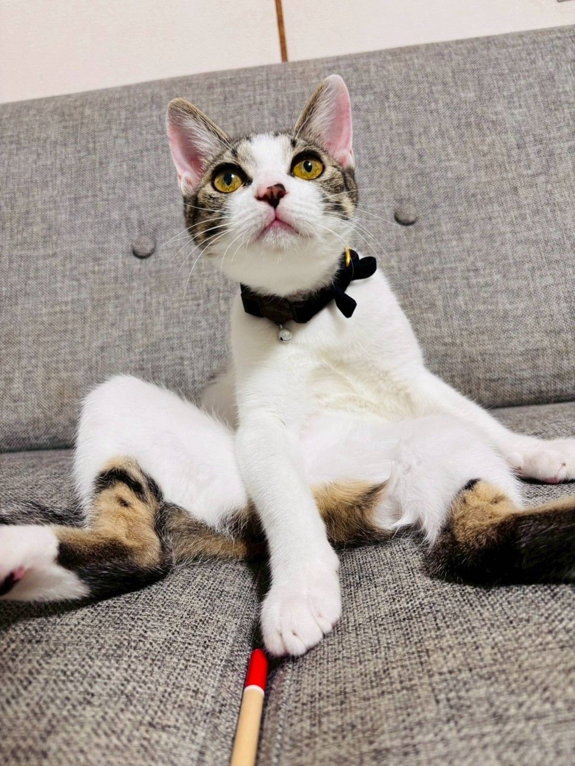 雑種（ミックス猫）・メスの里親募集の写真