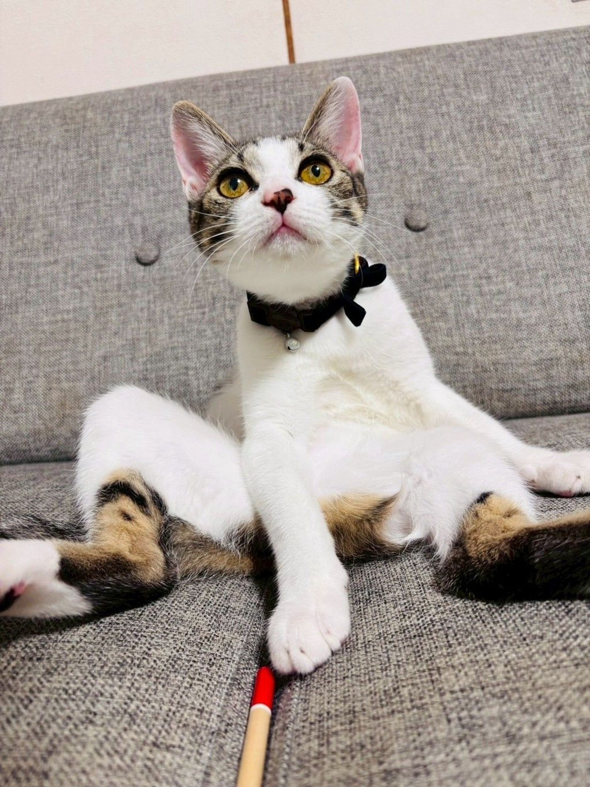 雑種（ミックス猫）・メスの里親募集の写真