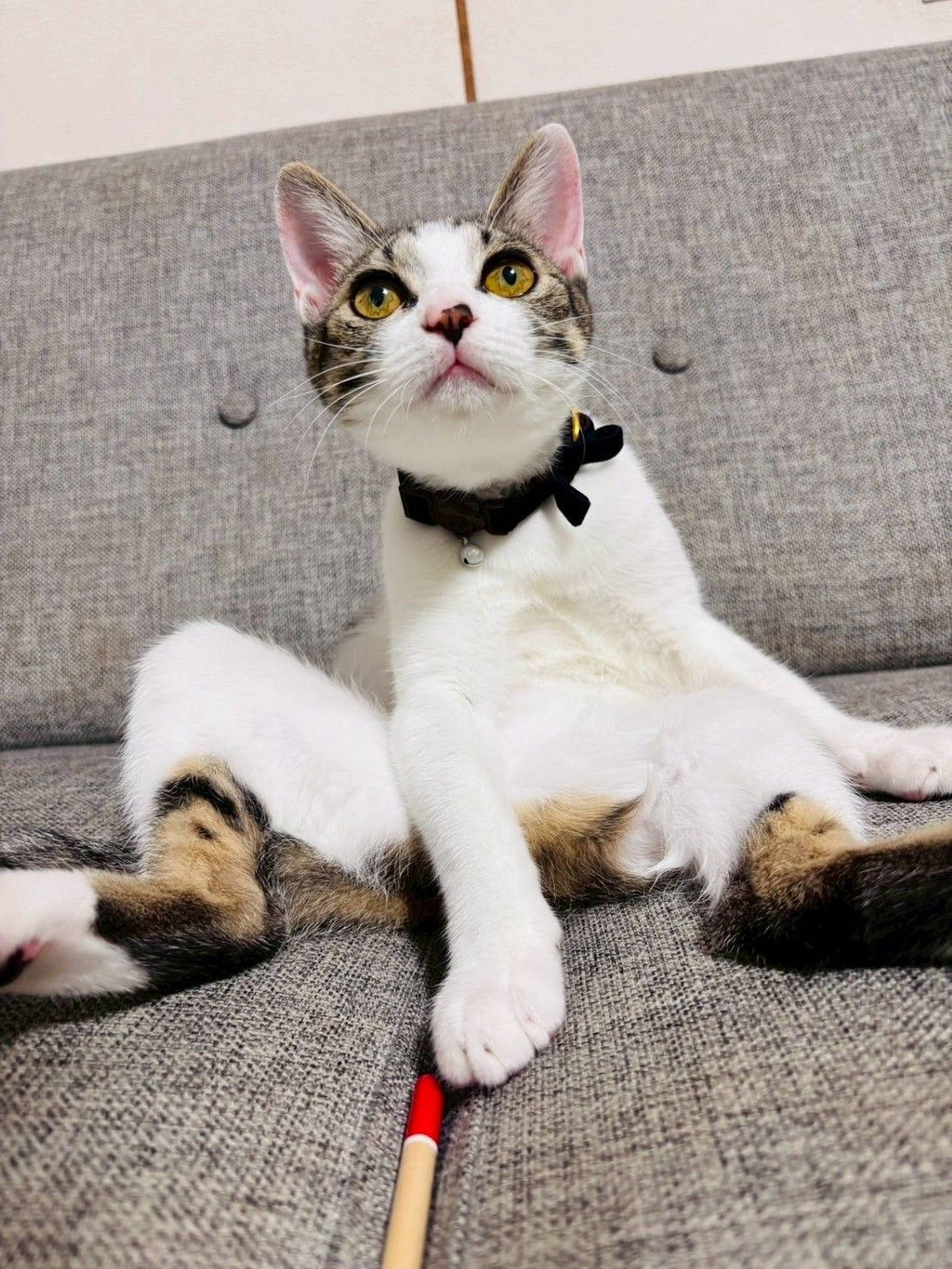 雑種（ミックス猫）・メスの里親募集の写真