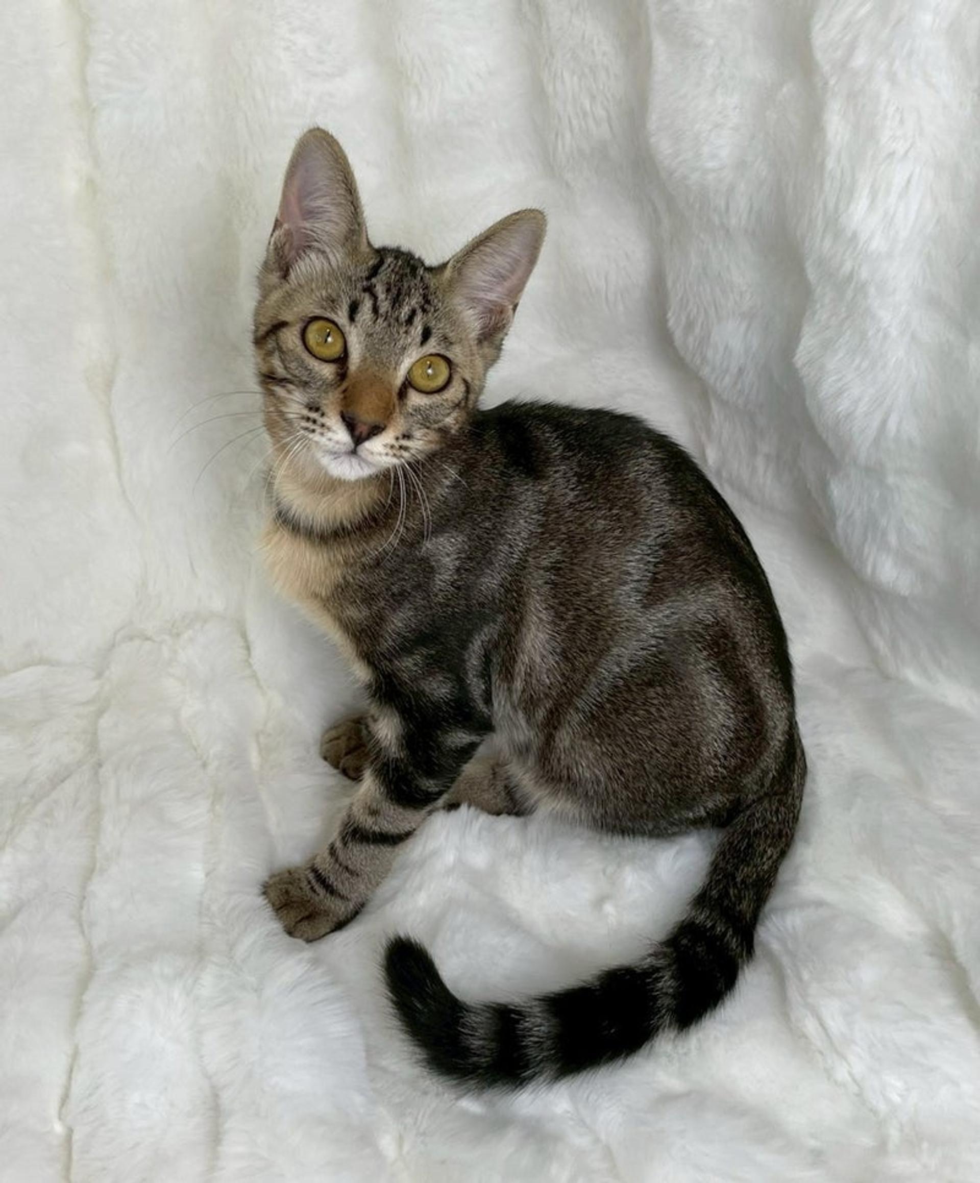 pet-image-4
