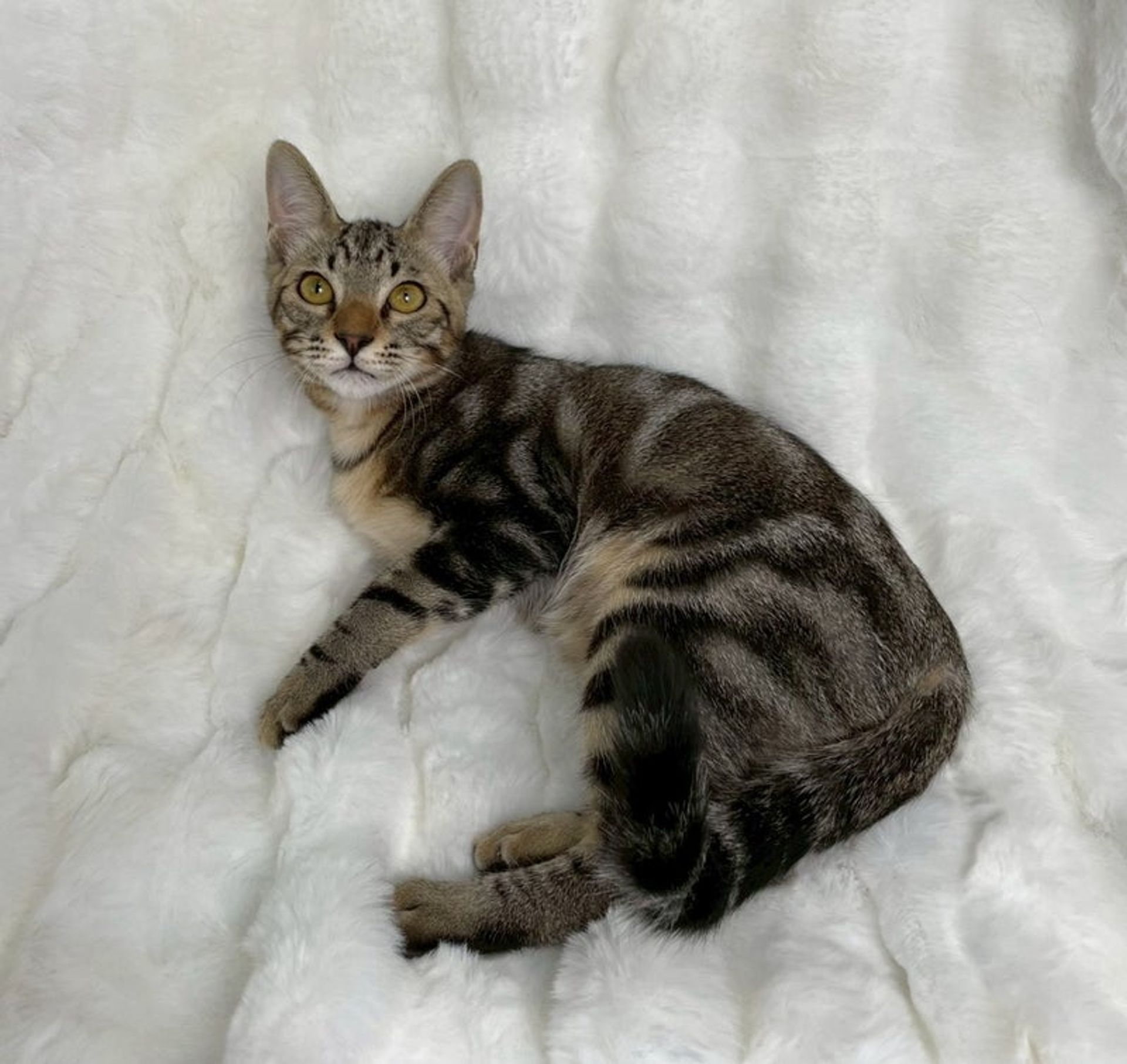 雑種（ミックス猫）・オスの里親募集の写真