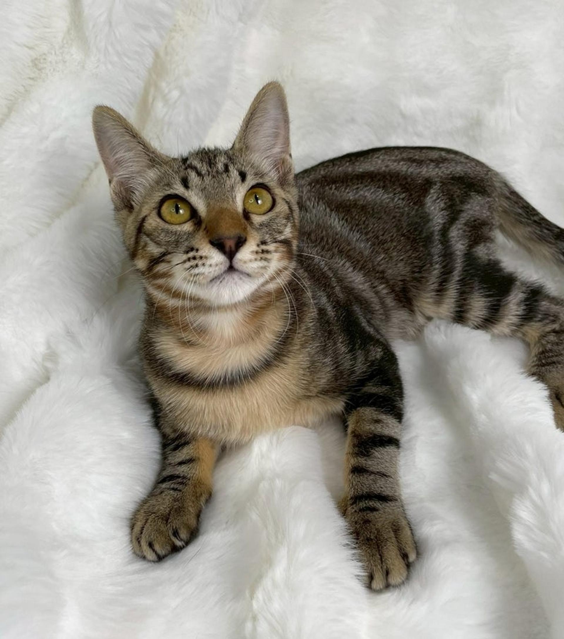pet-image-3