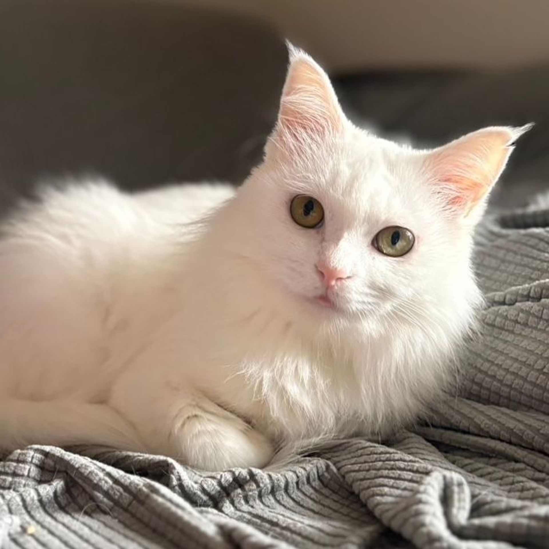 雑種（ミックス猫）・メスの里親募集の写真