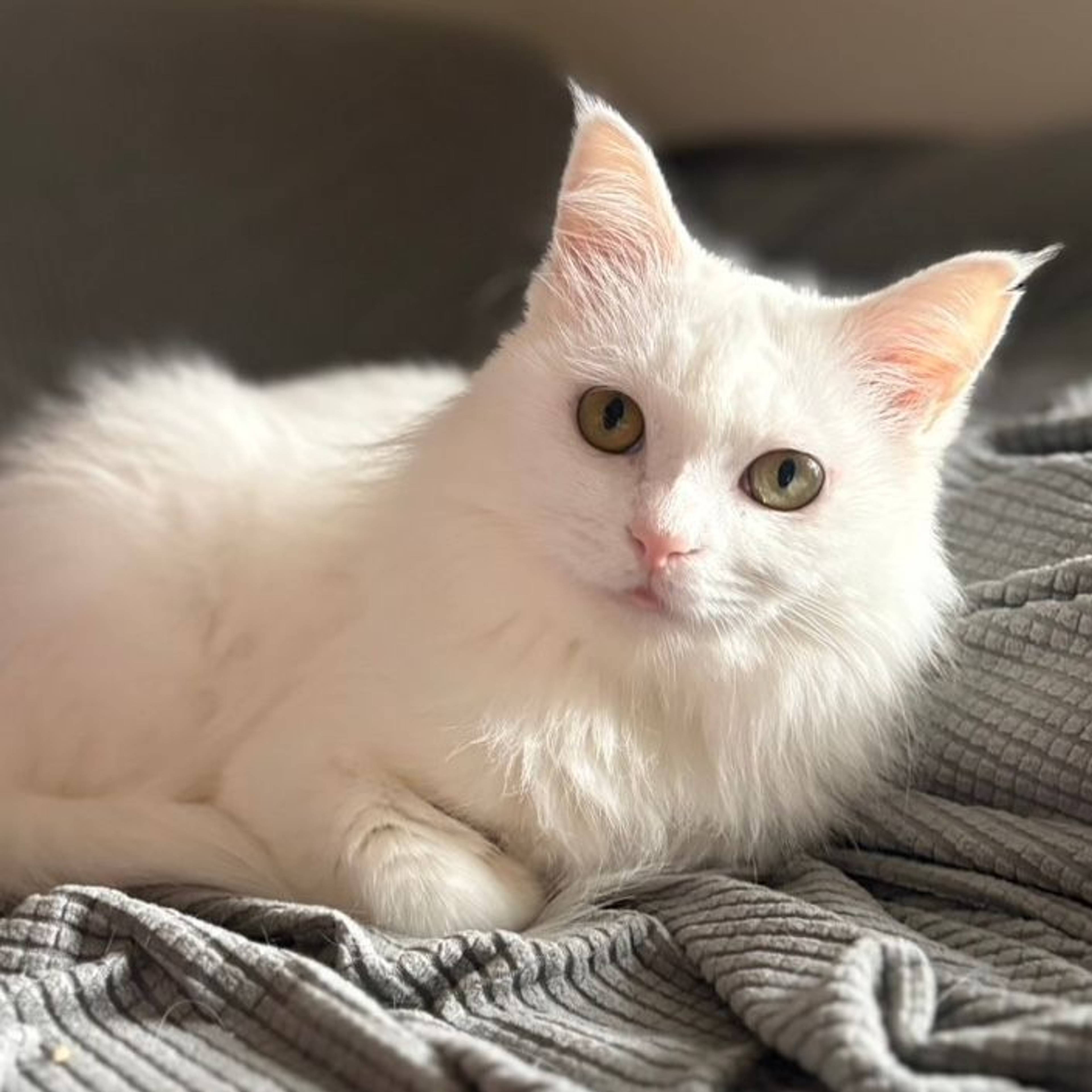 雑種（ミックス猫）・メスの里親募集の写真