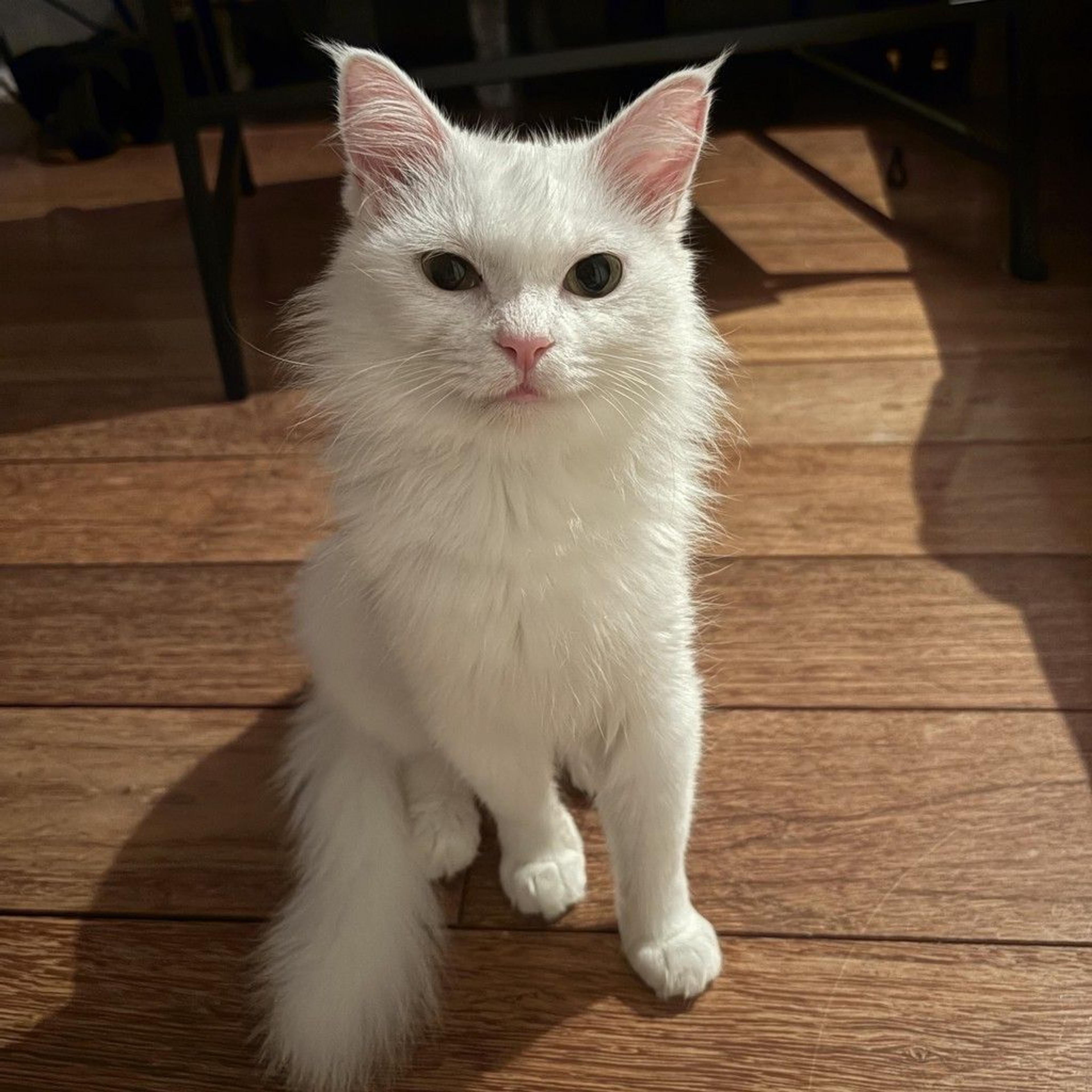 pet-image-5