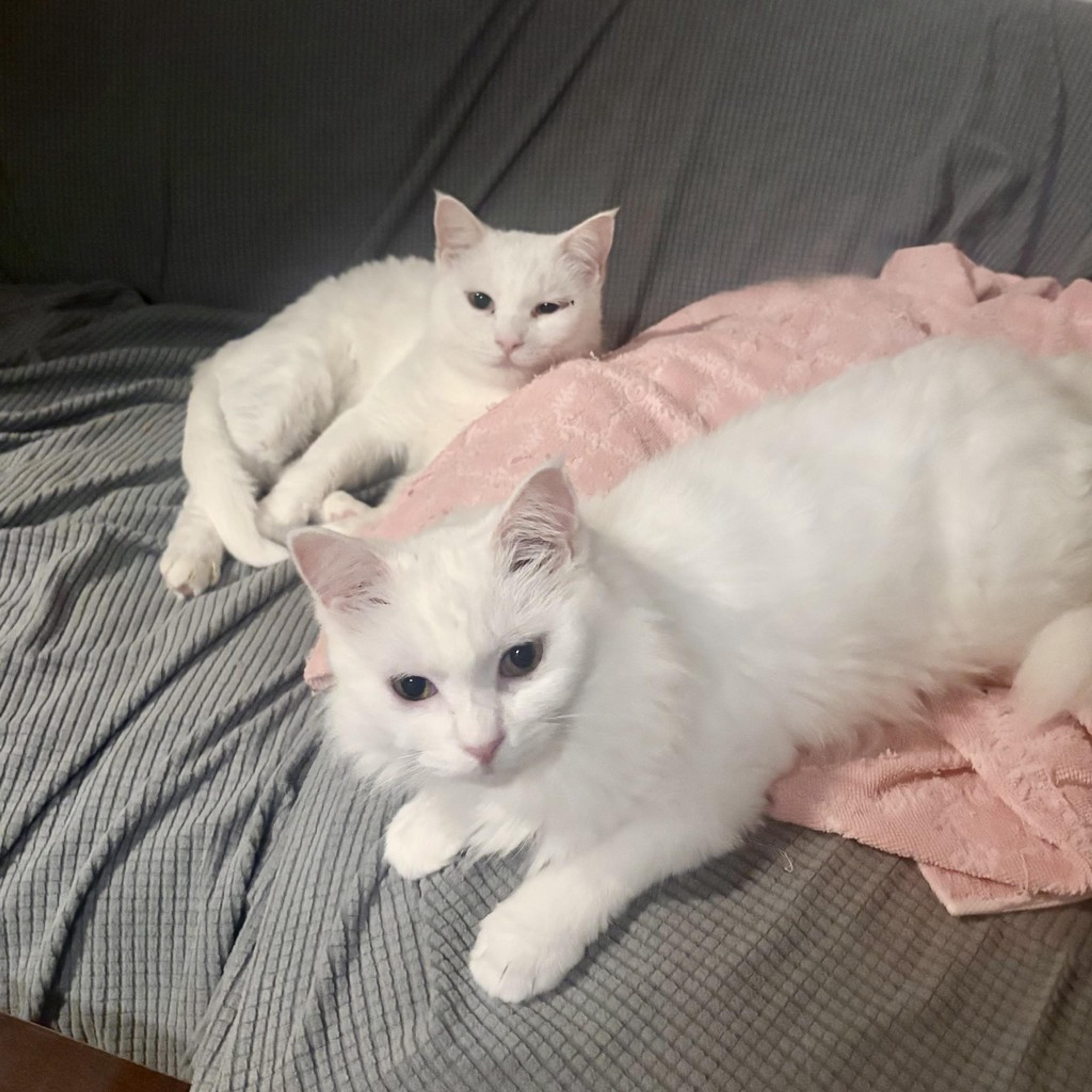 pet-image-6
