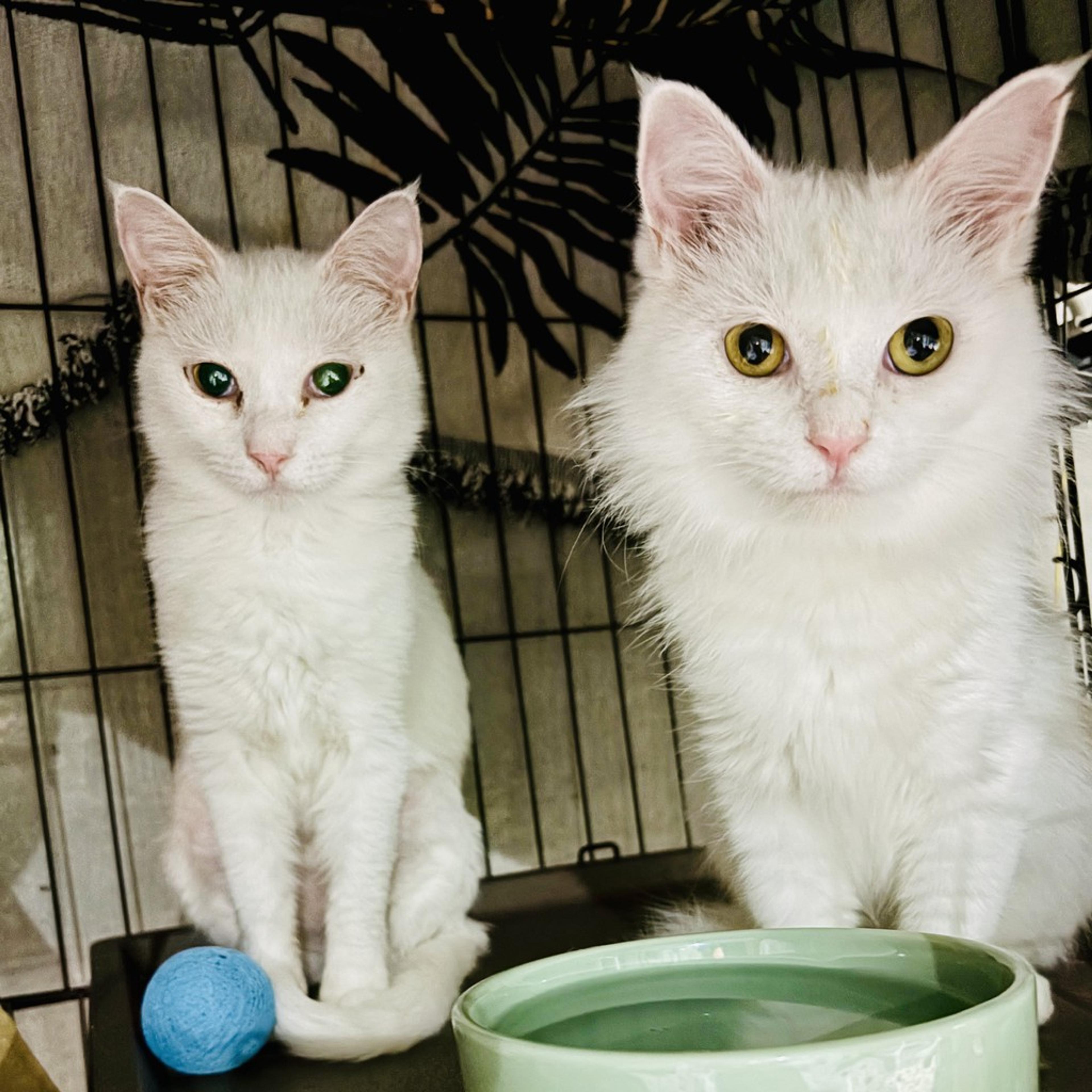 pet-image-7