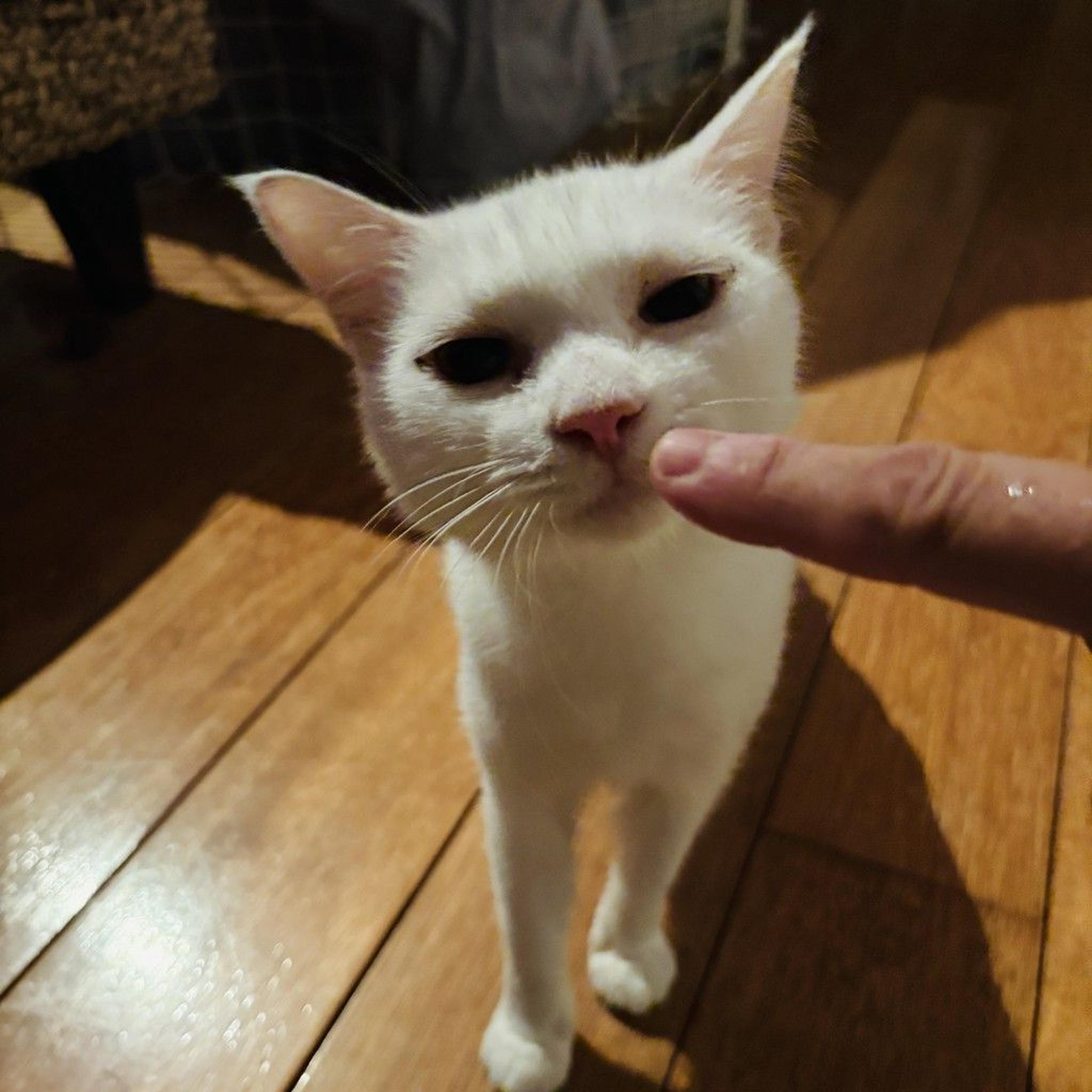 pet-image-2
