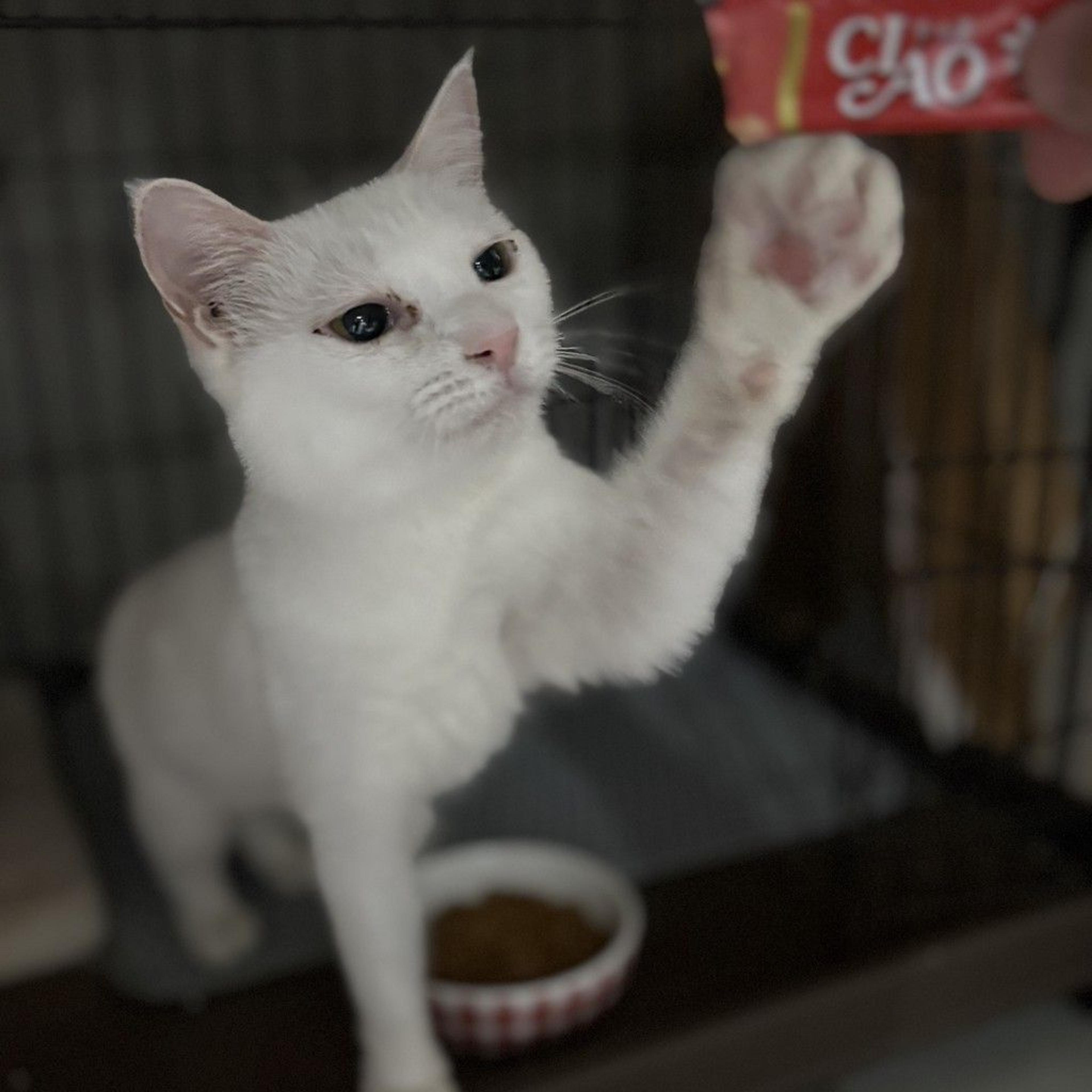 pet-image-3