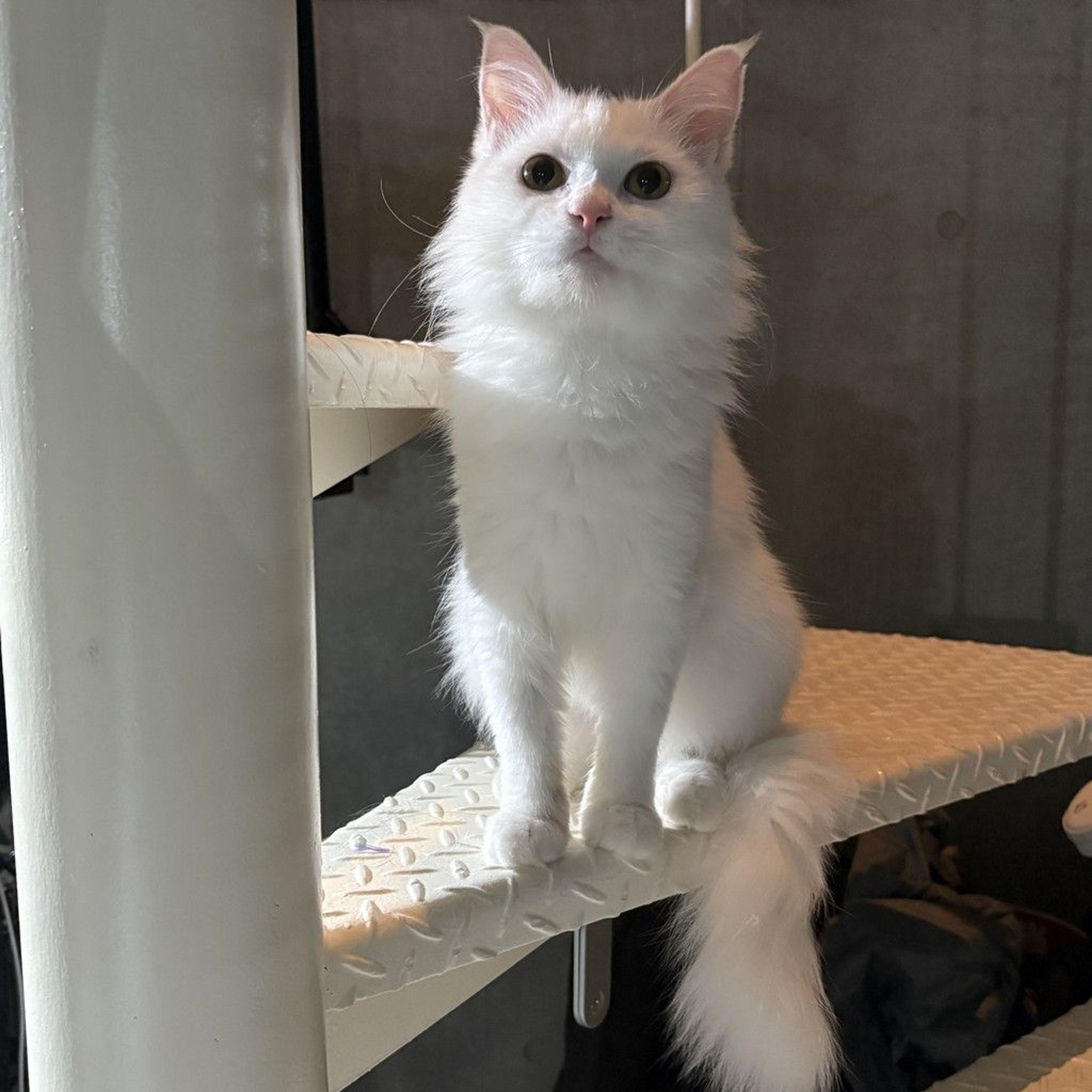 pet-image-4