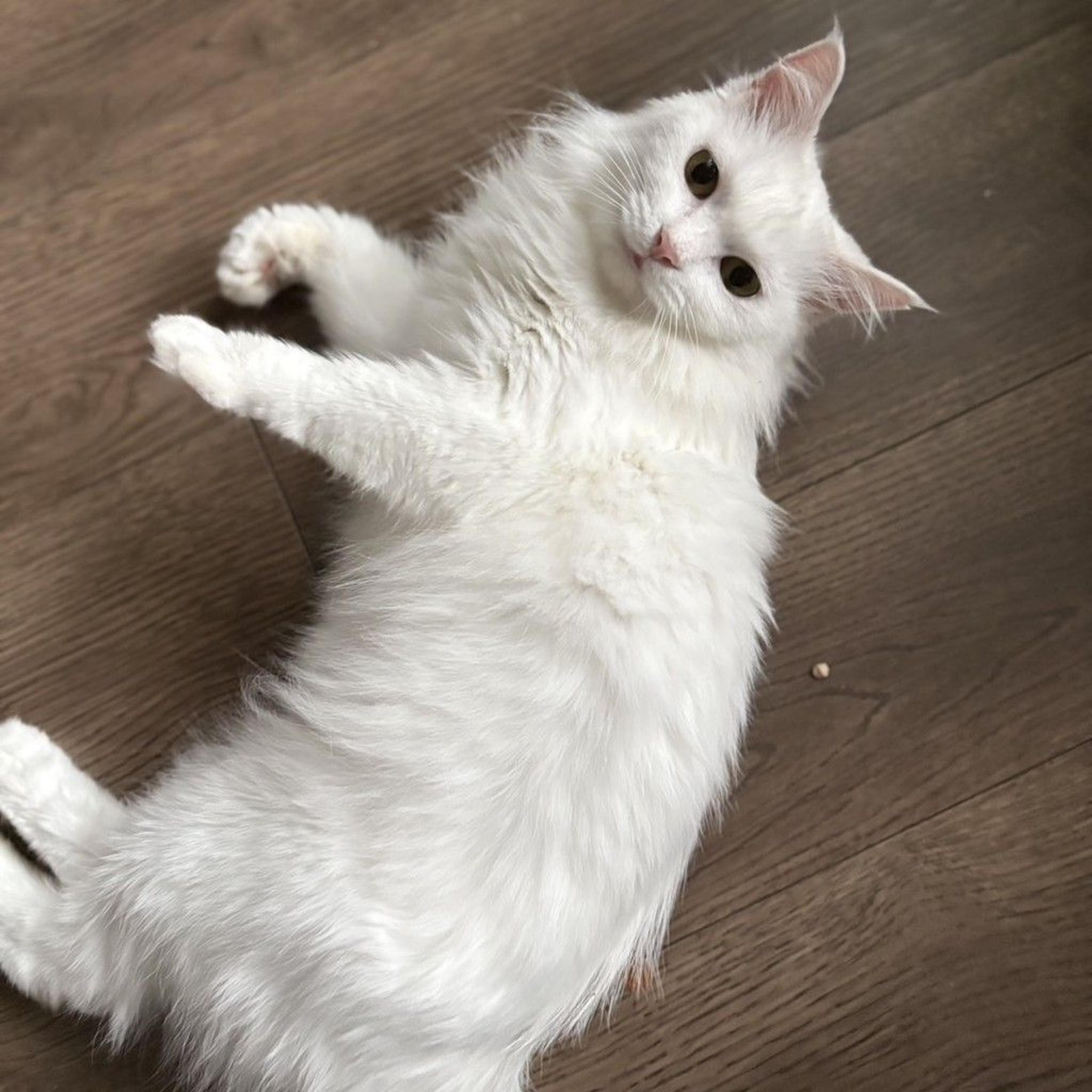 pet-image-6