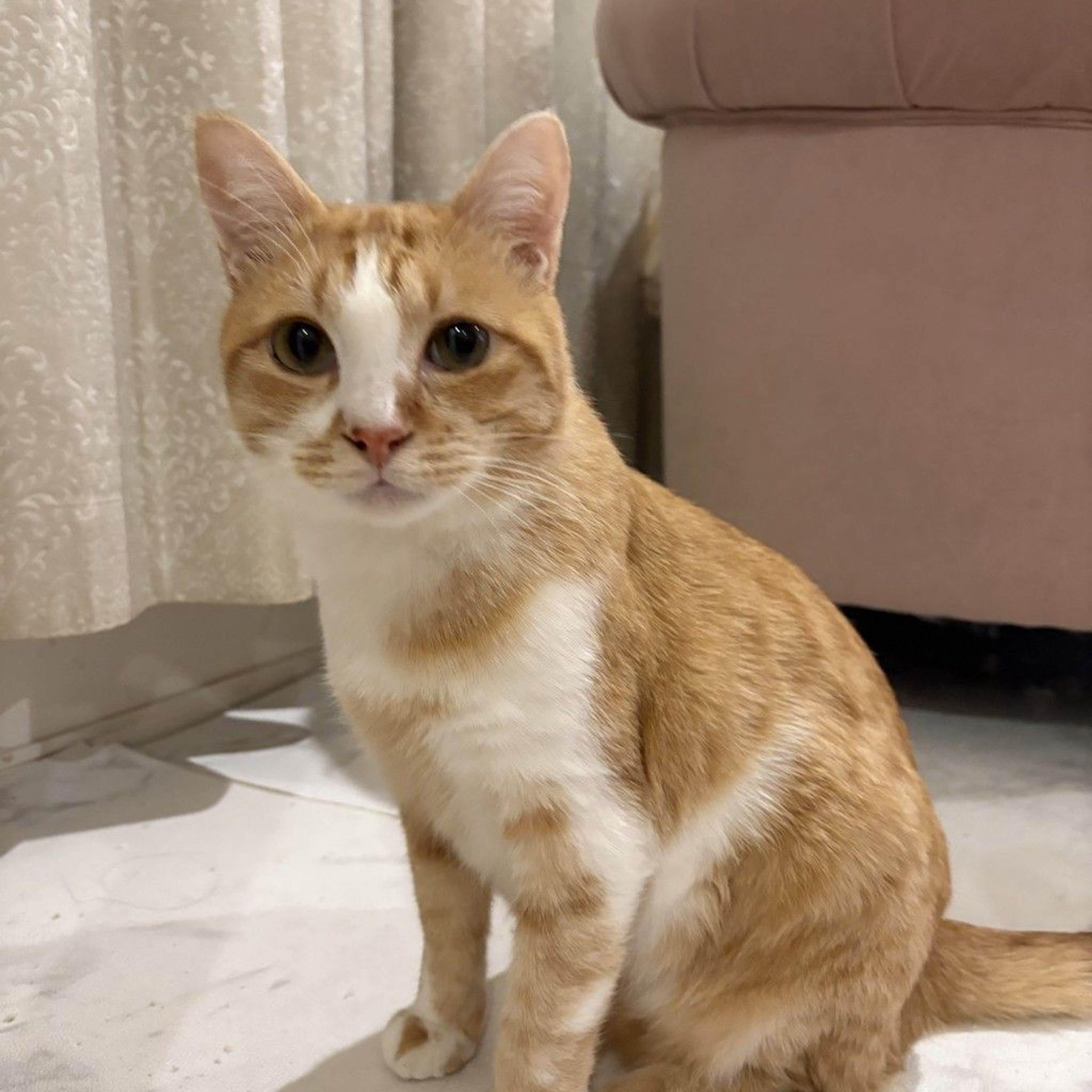 雑種（ミックス猫）・オスの里親募集の写真