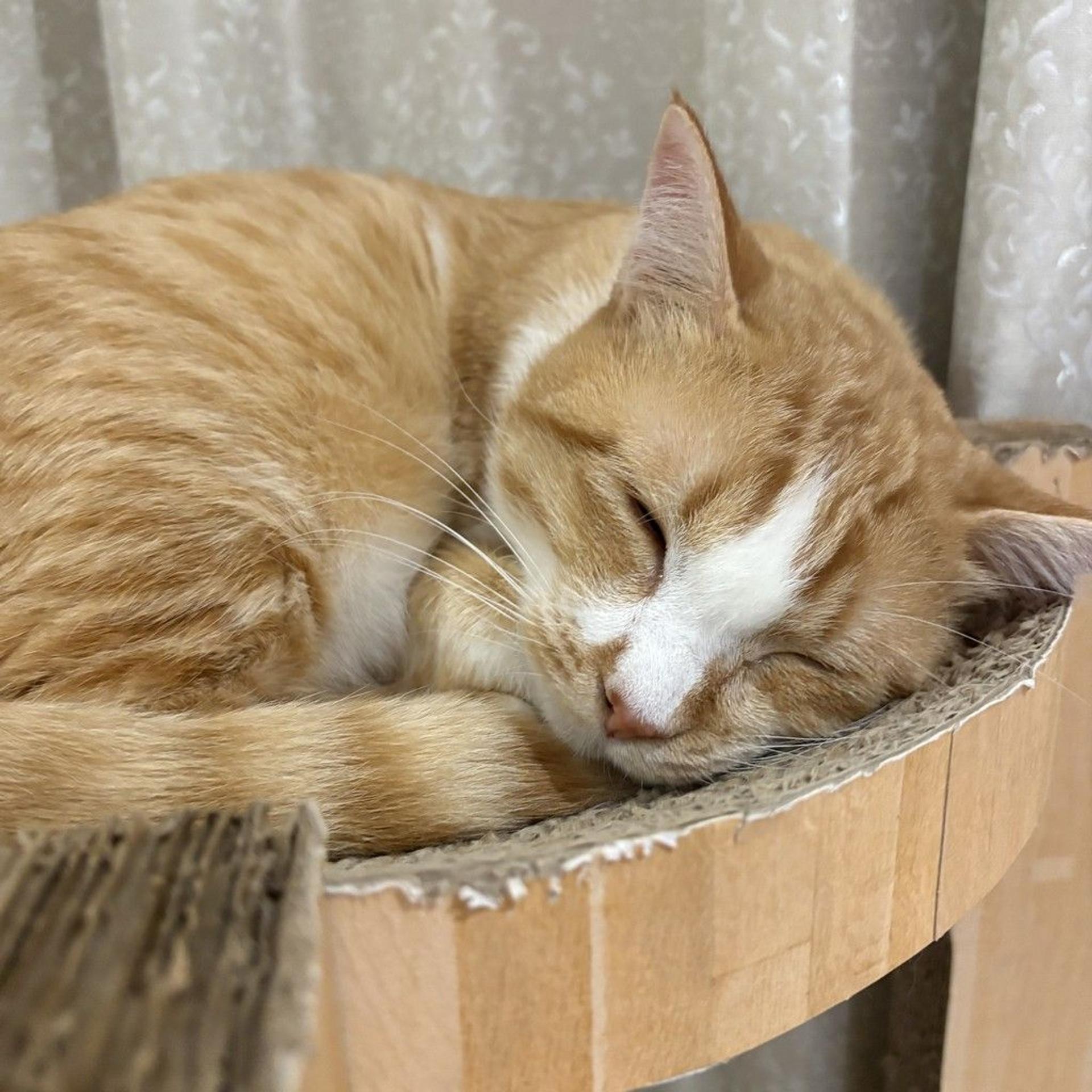 pet-image-3