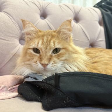 雑種（ミックス猫）・メスの里親募集の写真